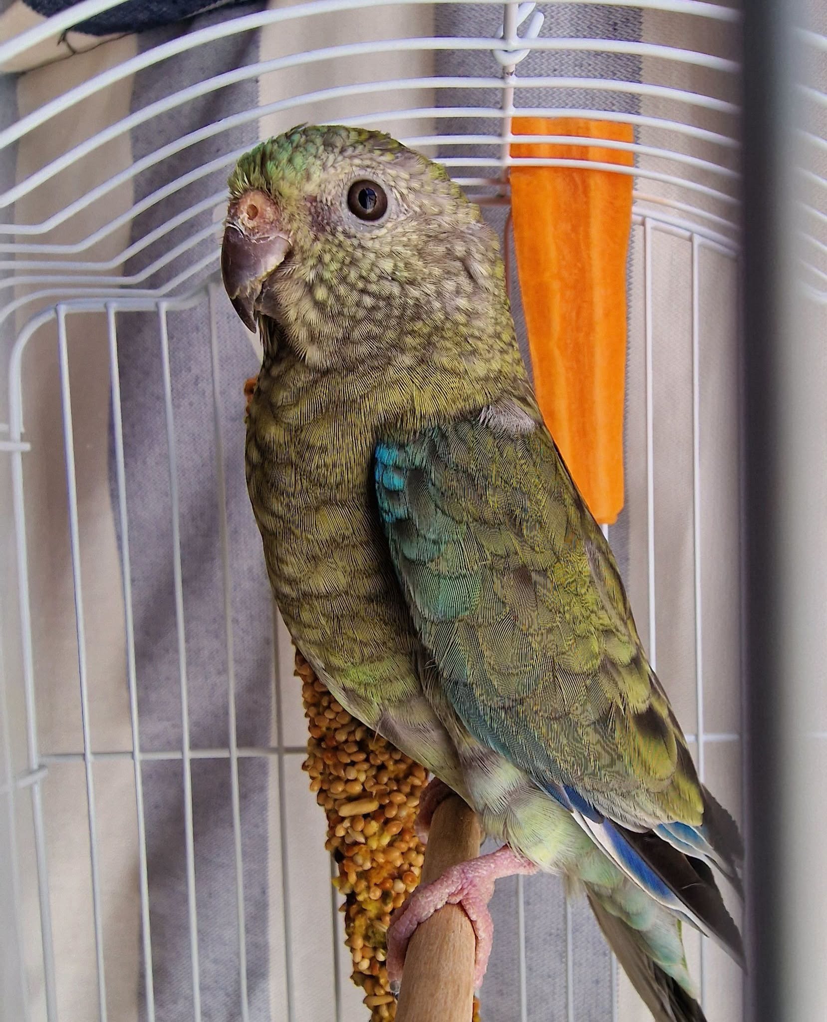 最近認識された鳥の写真