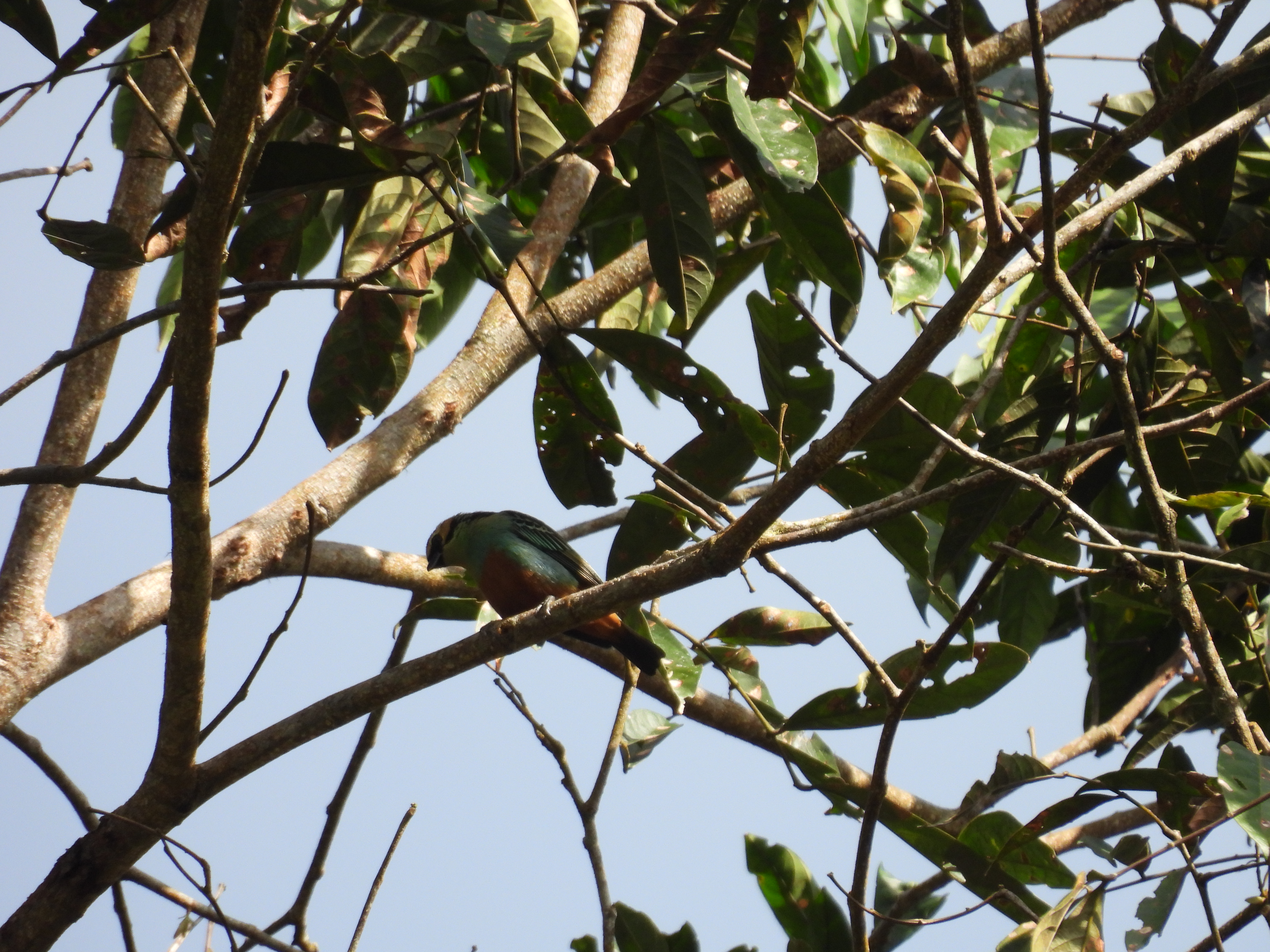Red-bellied Euphonia