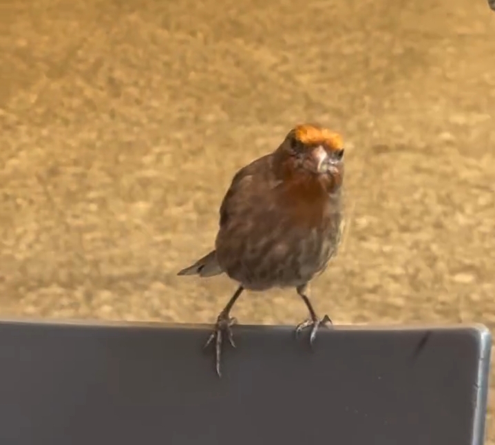 最近認識された鳥の写真