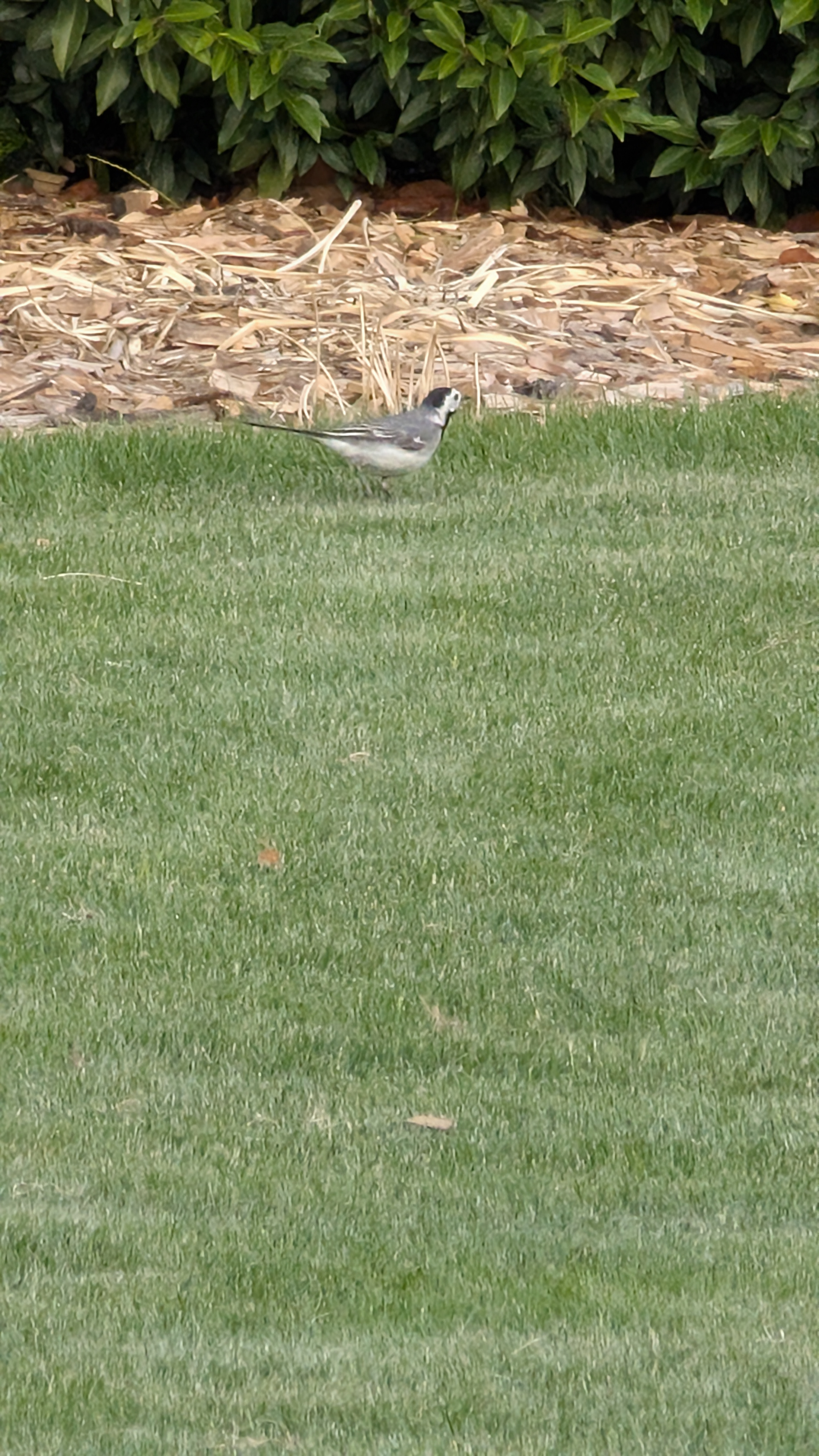 最近認識された鳥の写真