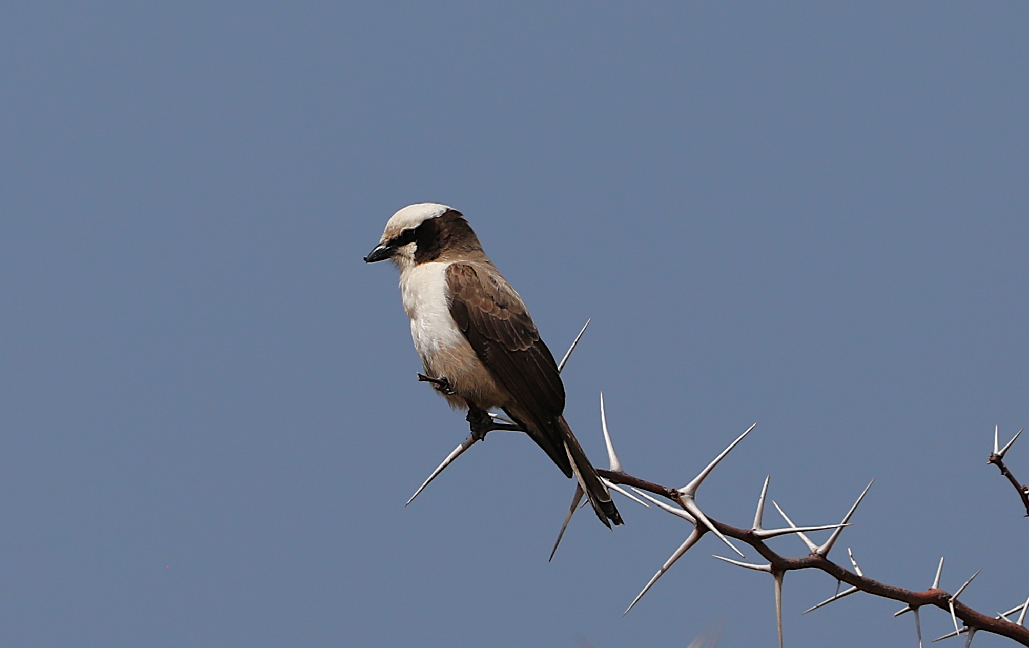 Fiscal Shrike