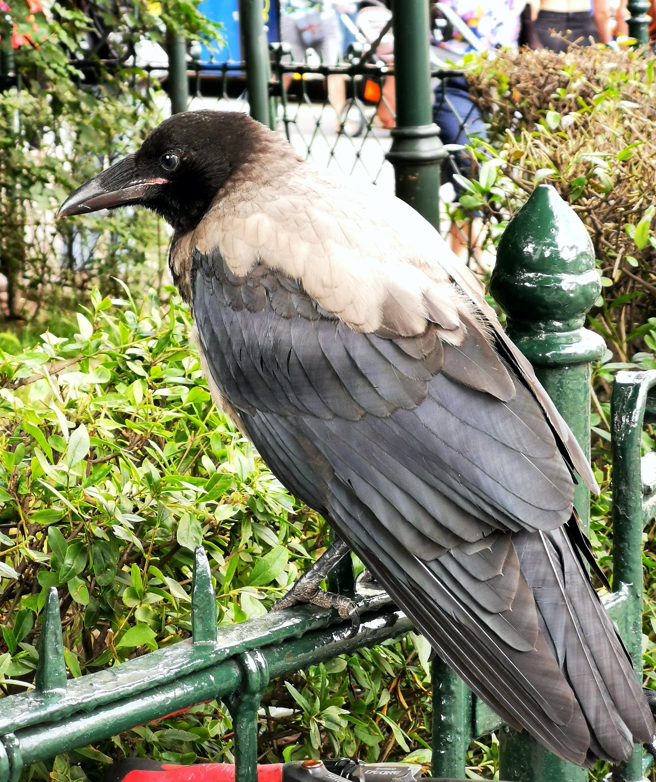 最近認識された鳥の写真