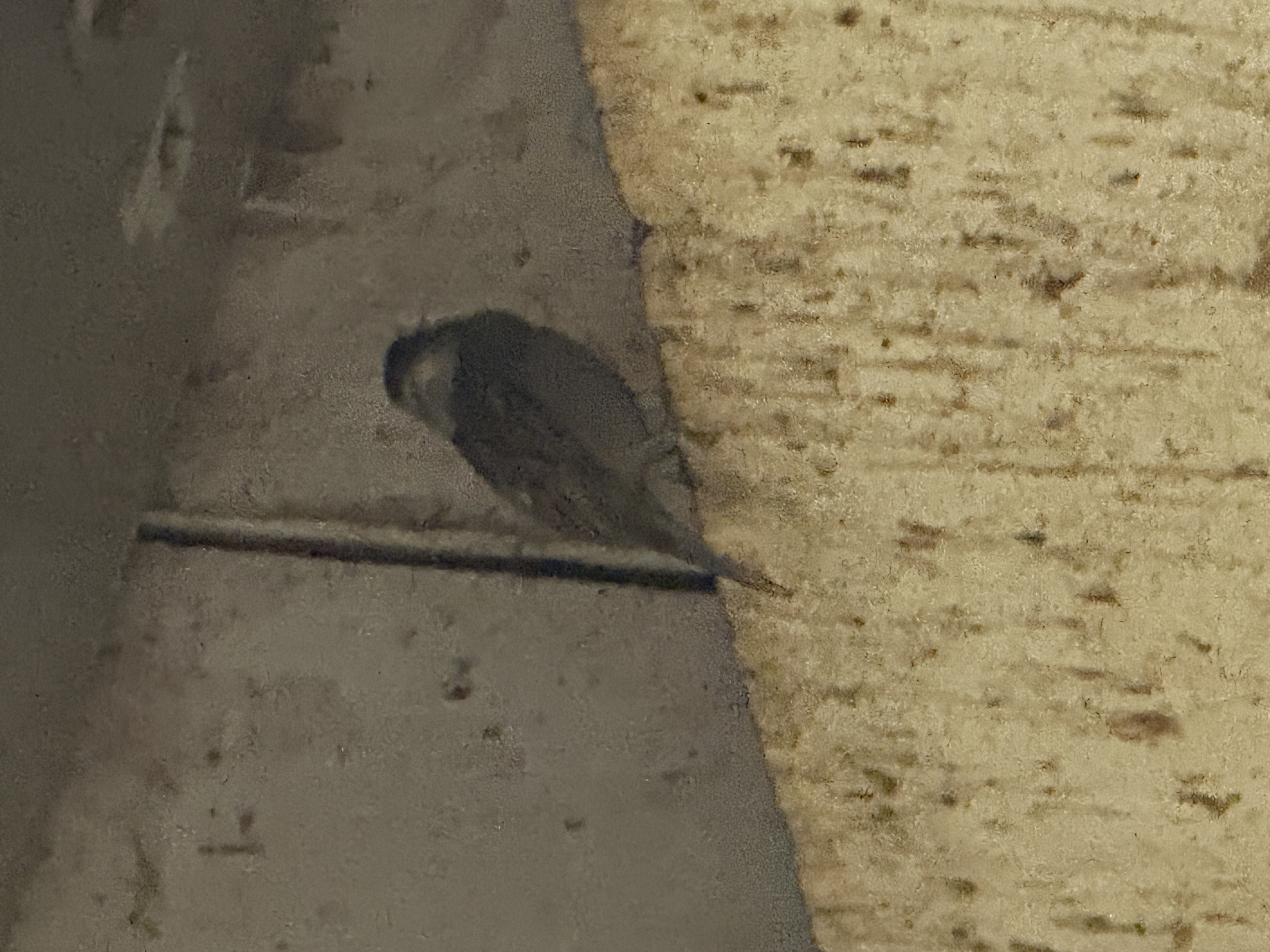 最近辨識的鳥類圖片