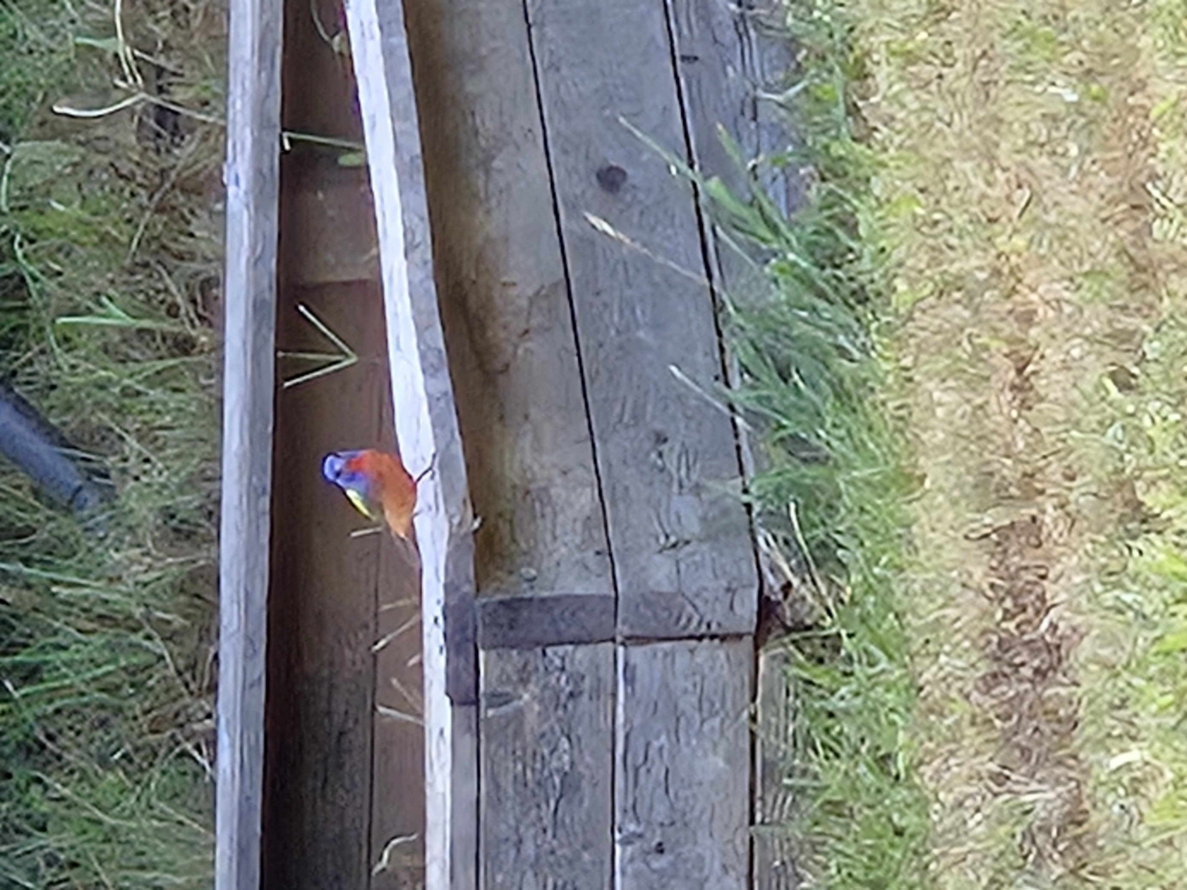 最近認識された鳥の写真