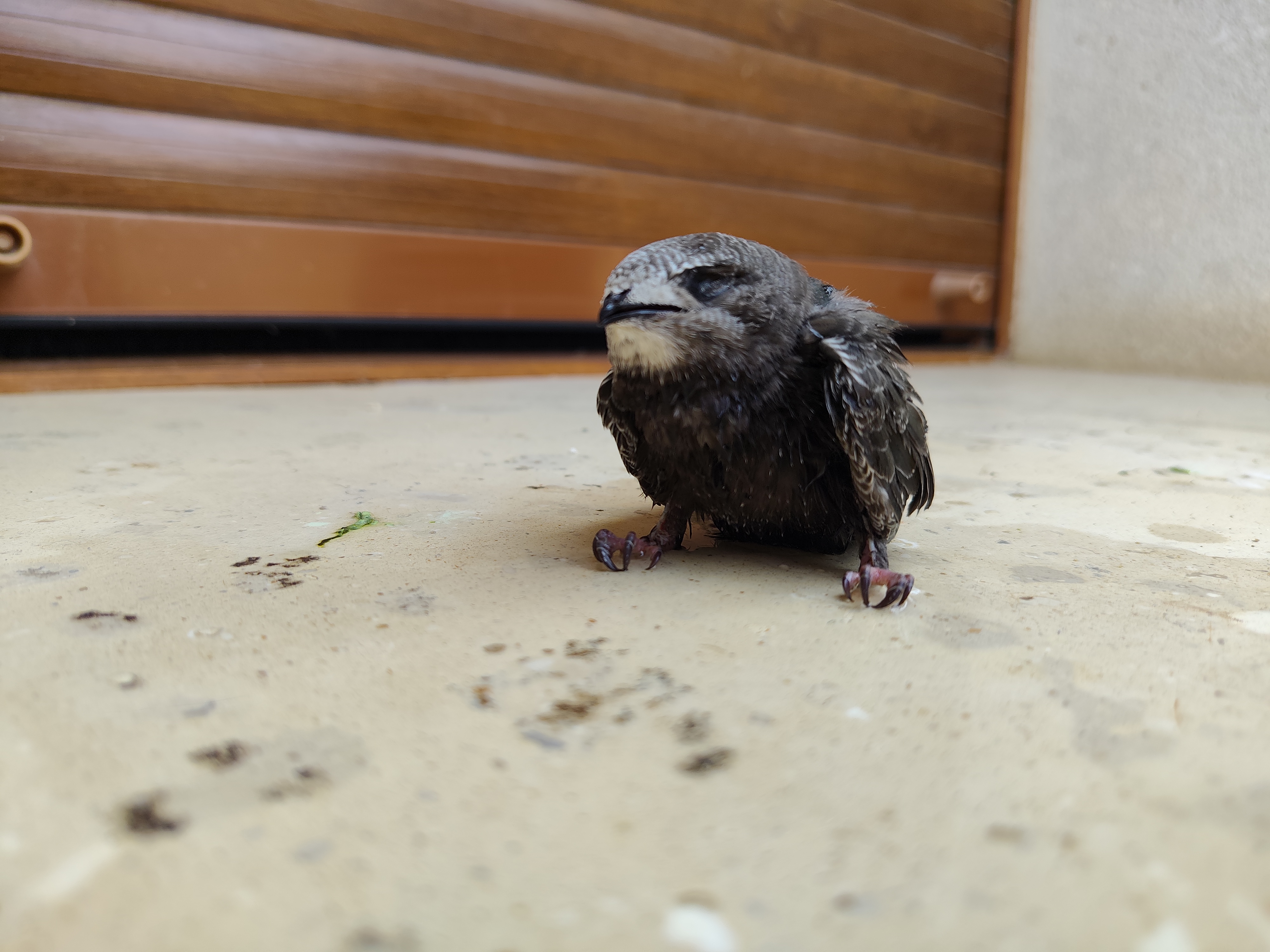 最近認識された鳥の写真