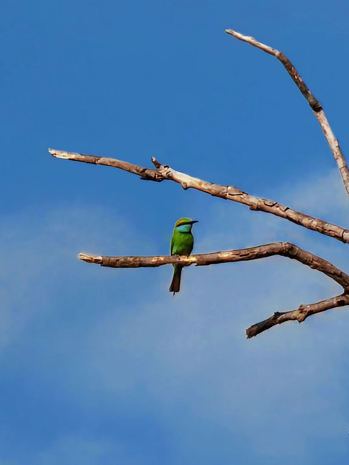 Recent bird photo