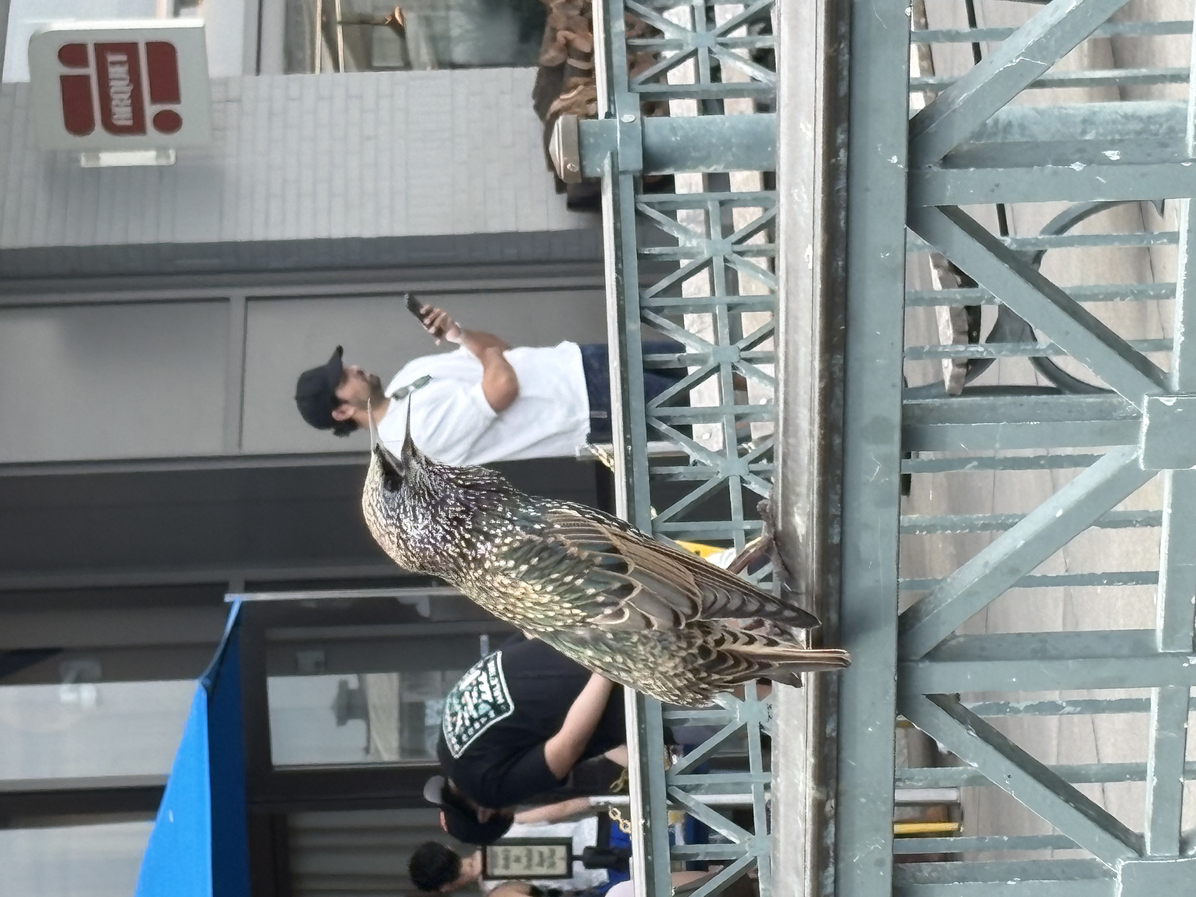 Recent bird photo