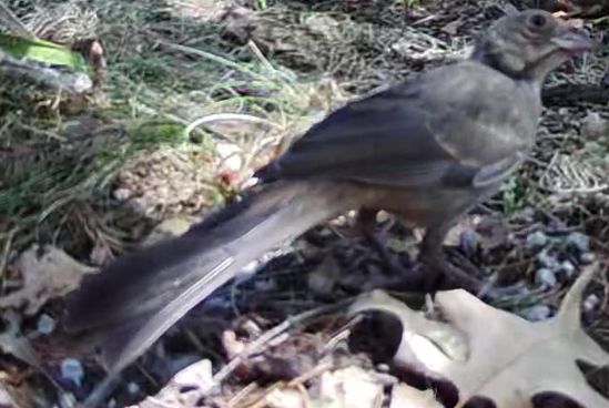 Recent bird photo
