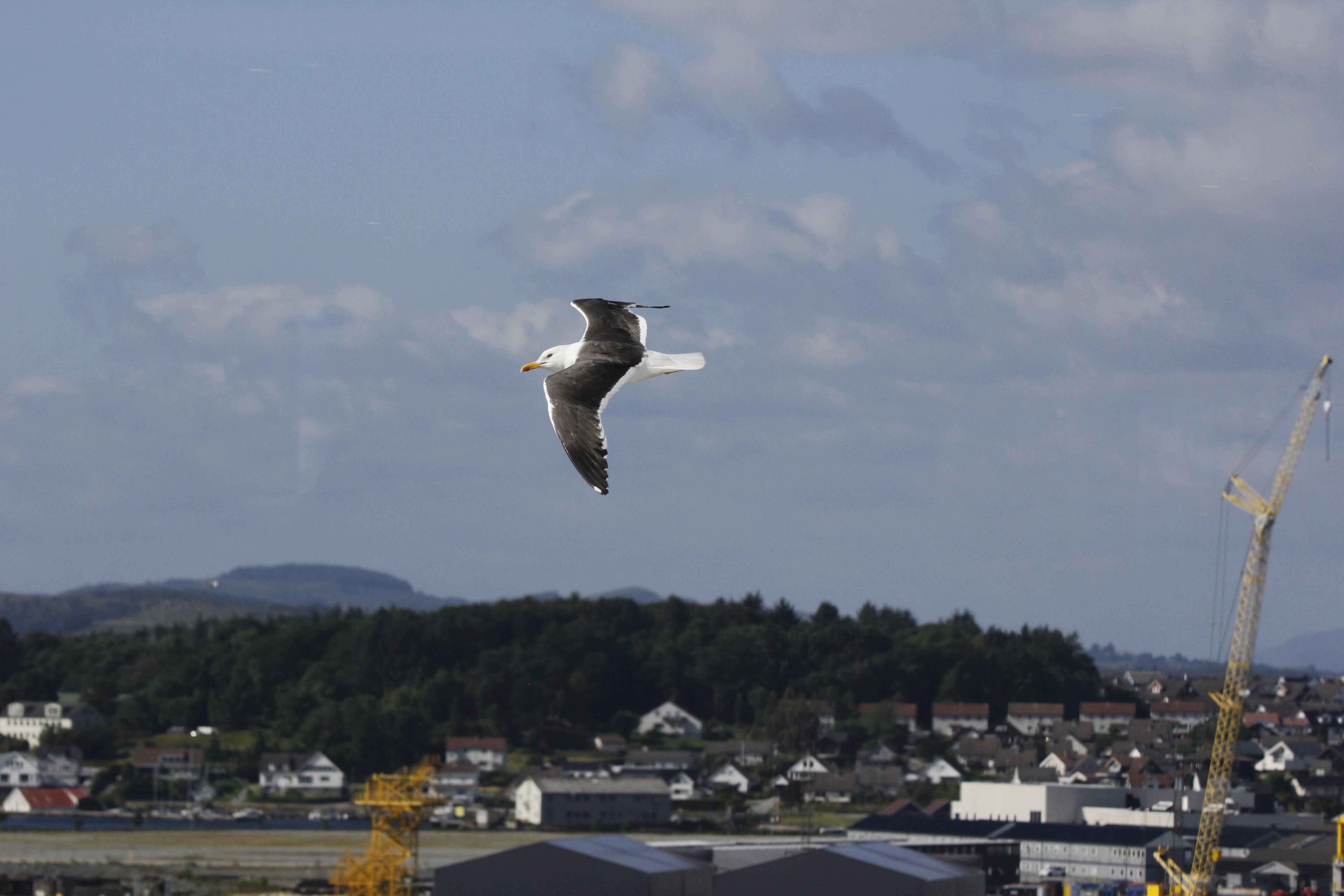 Recent bird photo