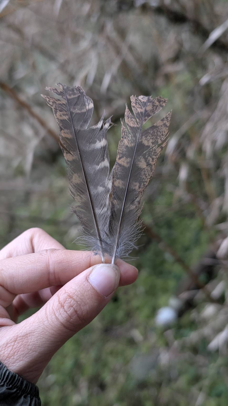 最近辨識的鳥類圖片