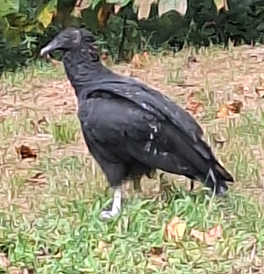 最近辨識的鳥類圖片