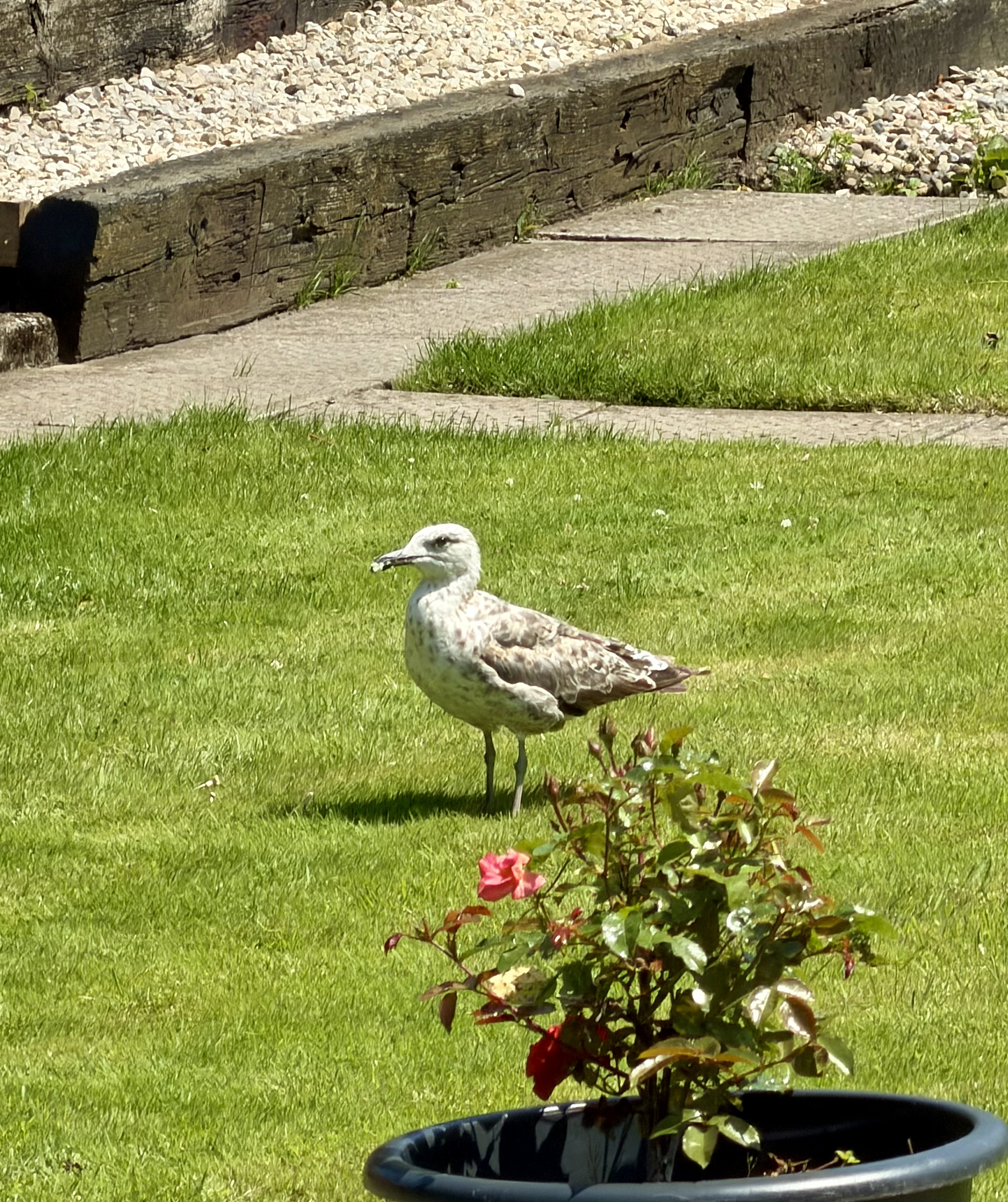 最近認識された鳥の写真