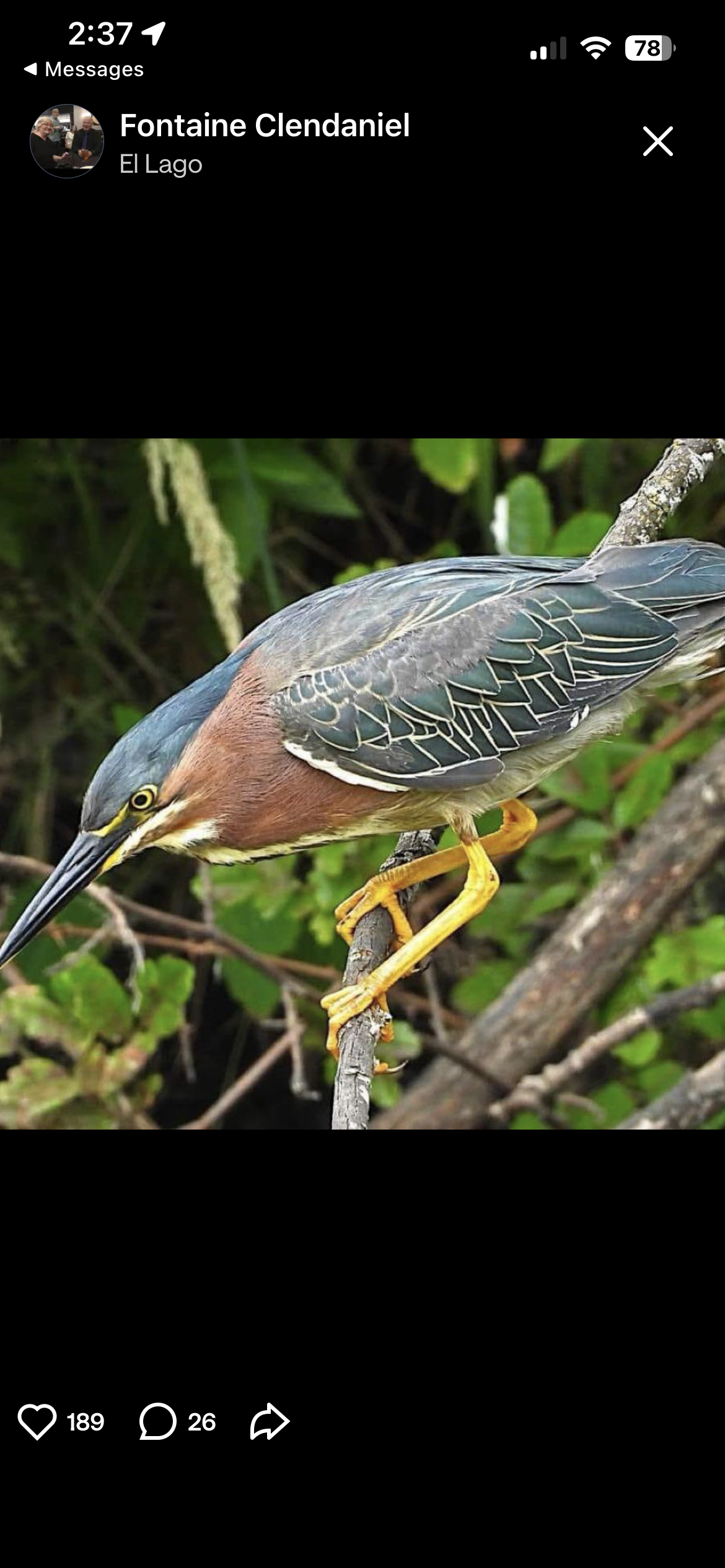 最近認識された鳥の写真