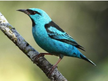 Recent bird photo