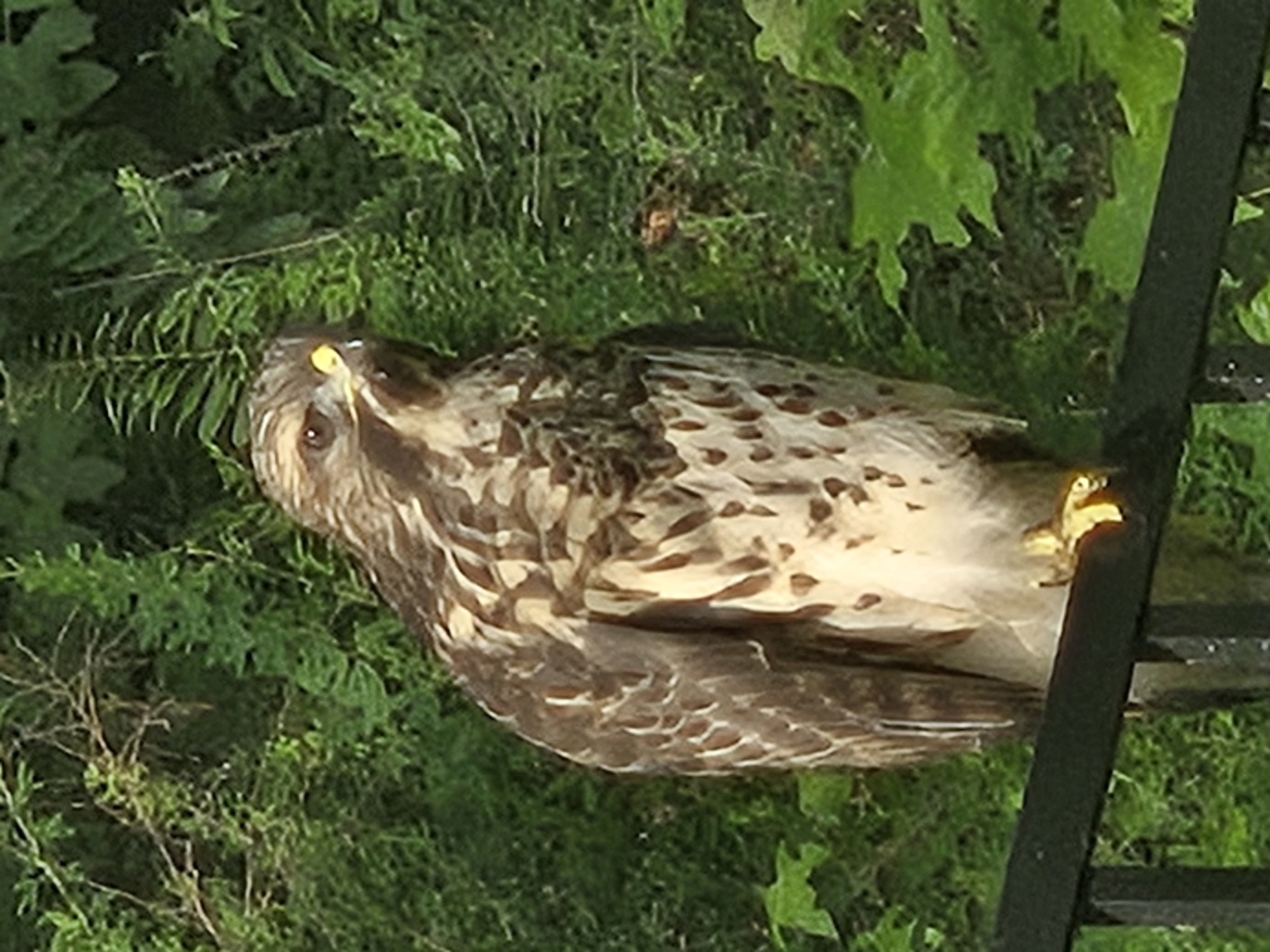 最近認識された鳥の写真