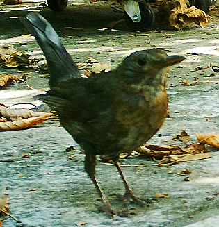 最近認識された鳥の写真