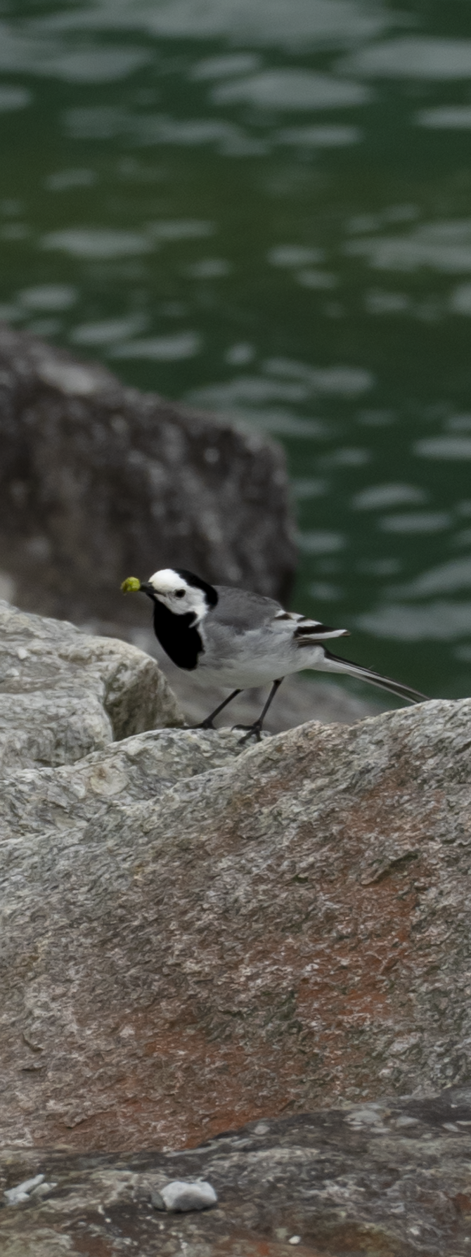 最近認識された鳥の写真