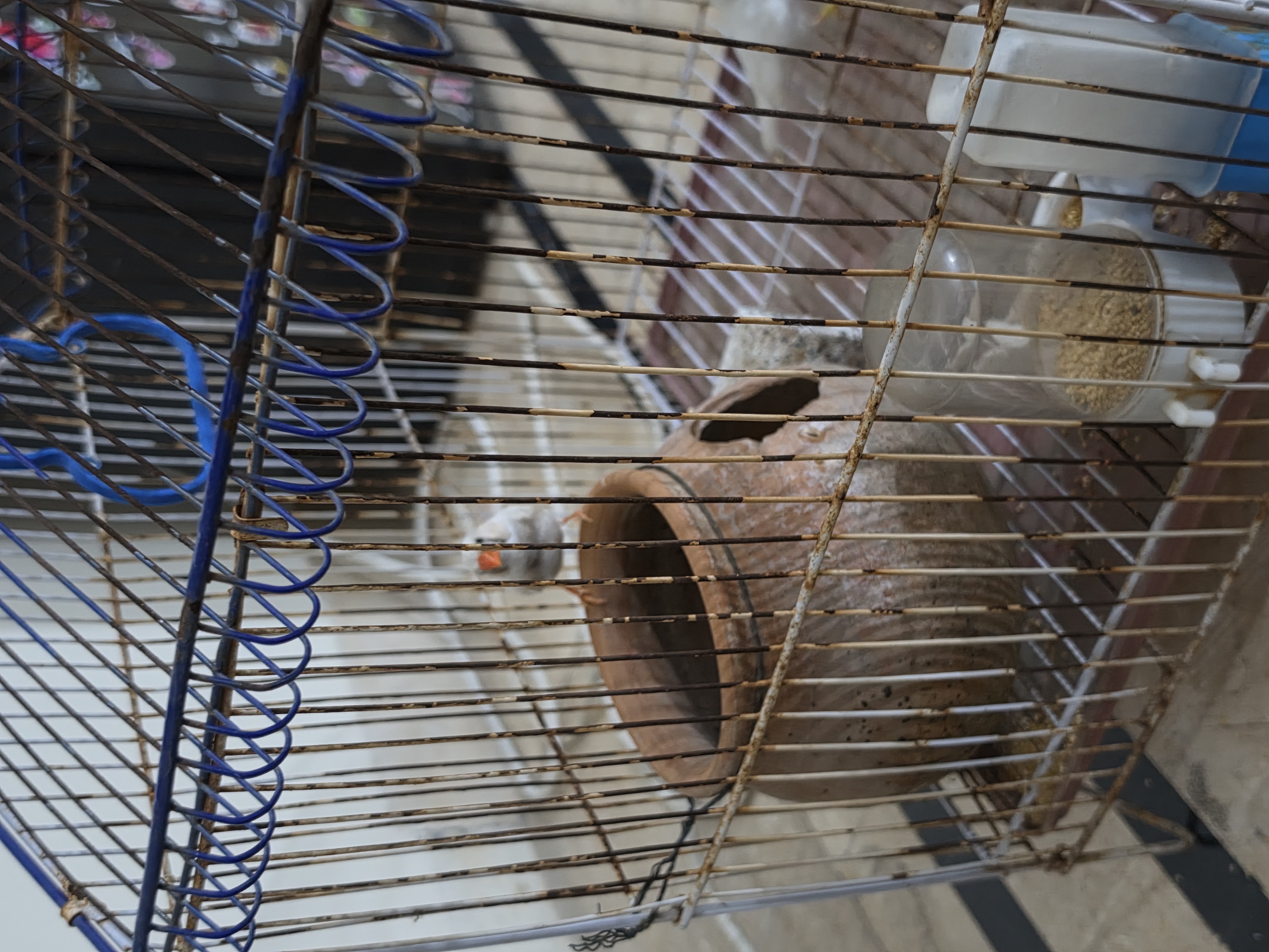 White Zebra Finch (Color Mutation of Taeniopygia guttata)