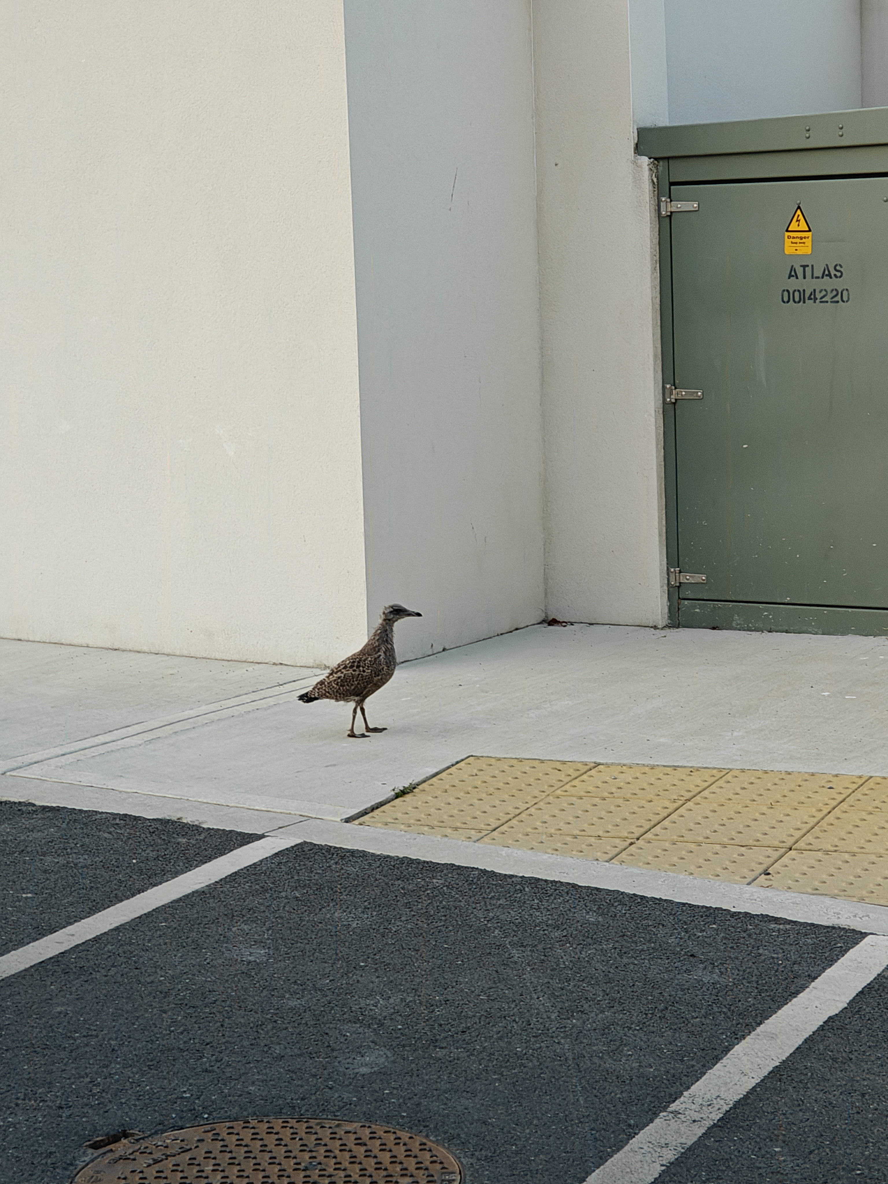 最近認識された鳥の写真