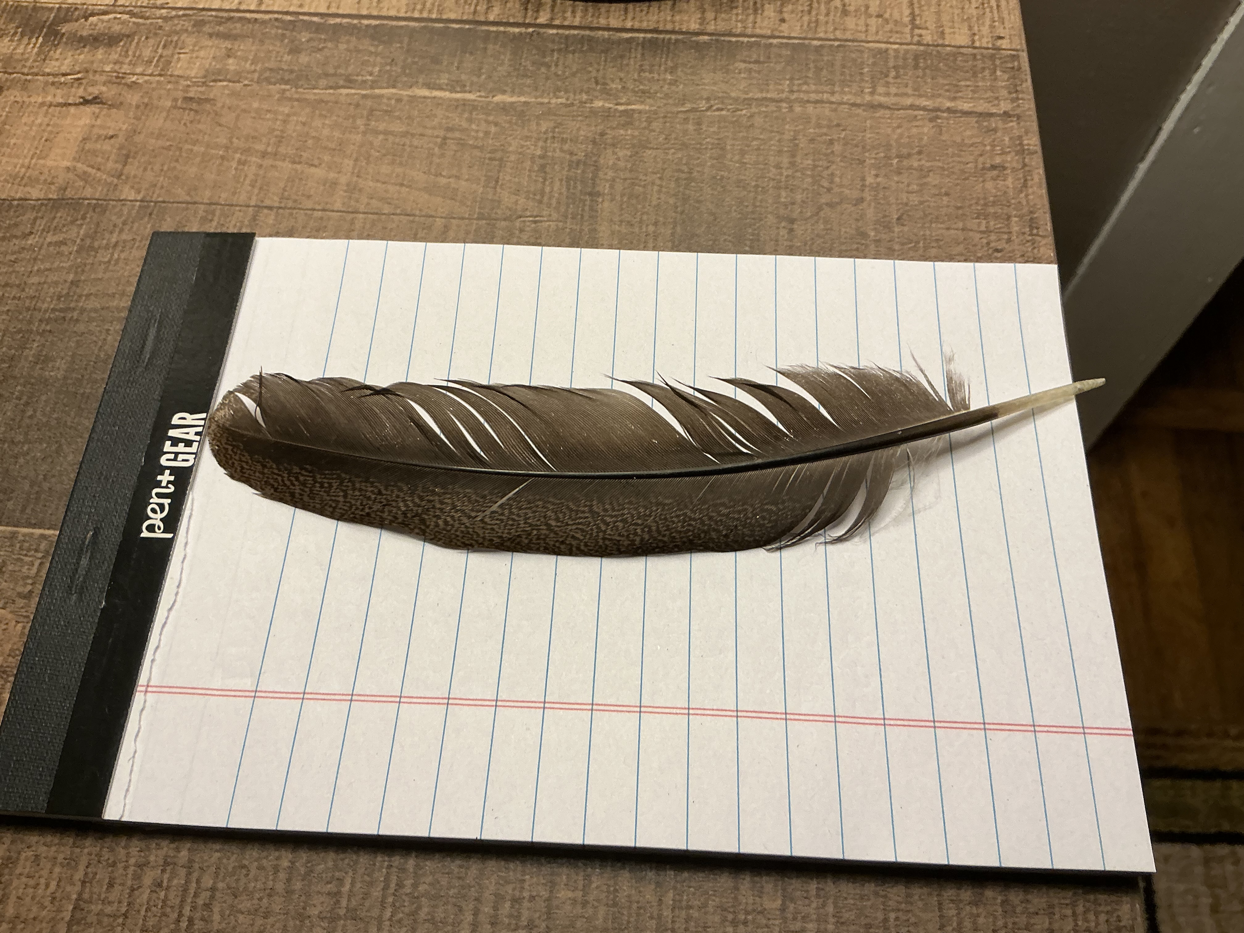 最近辨識的鳥類圖片