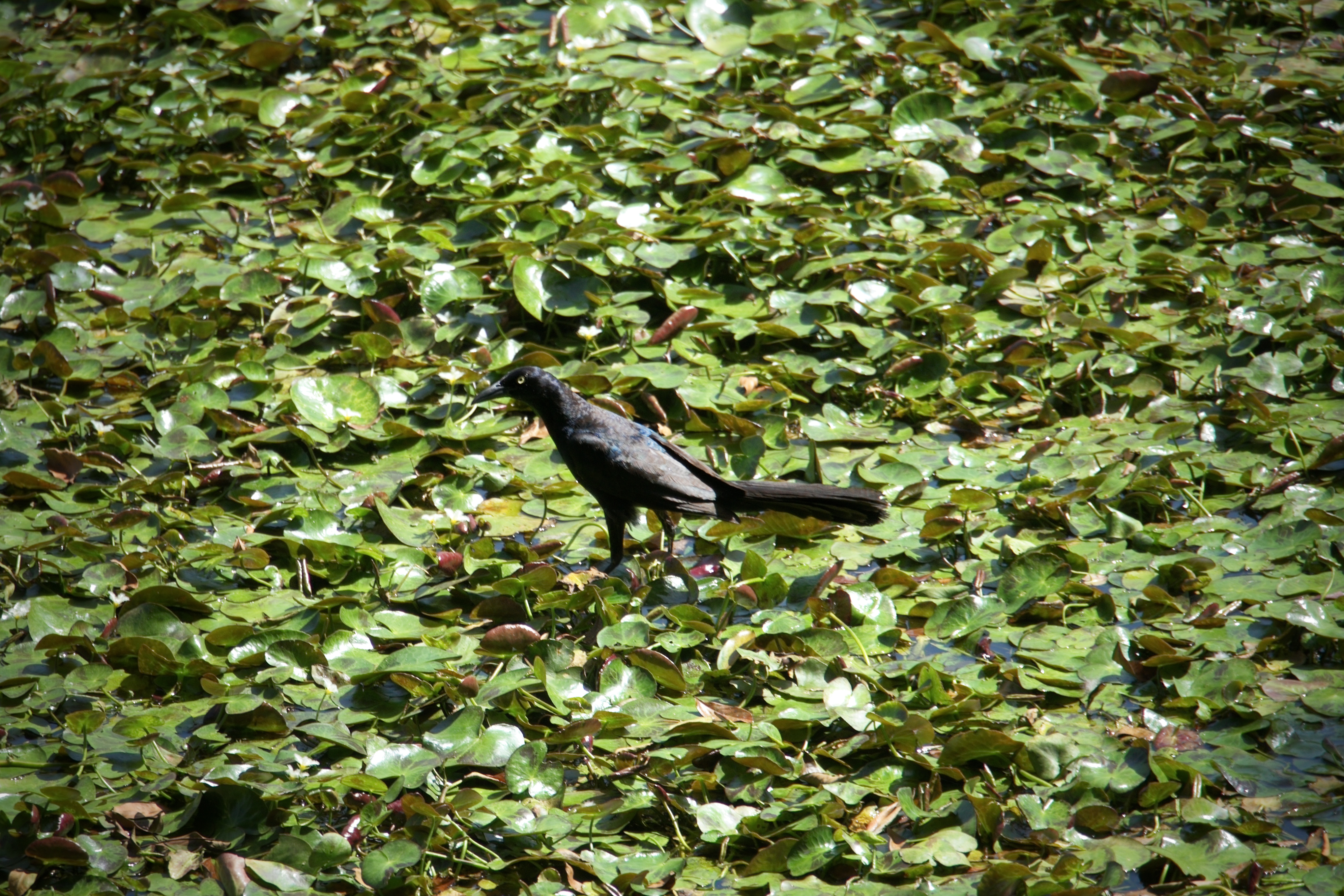 Recent bird photo