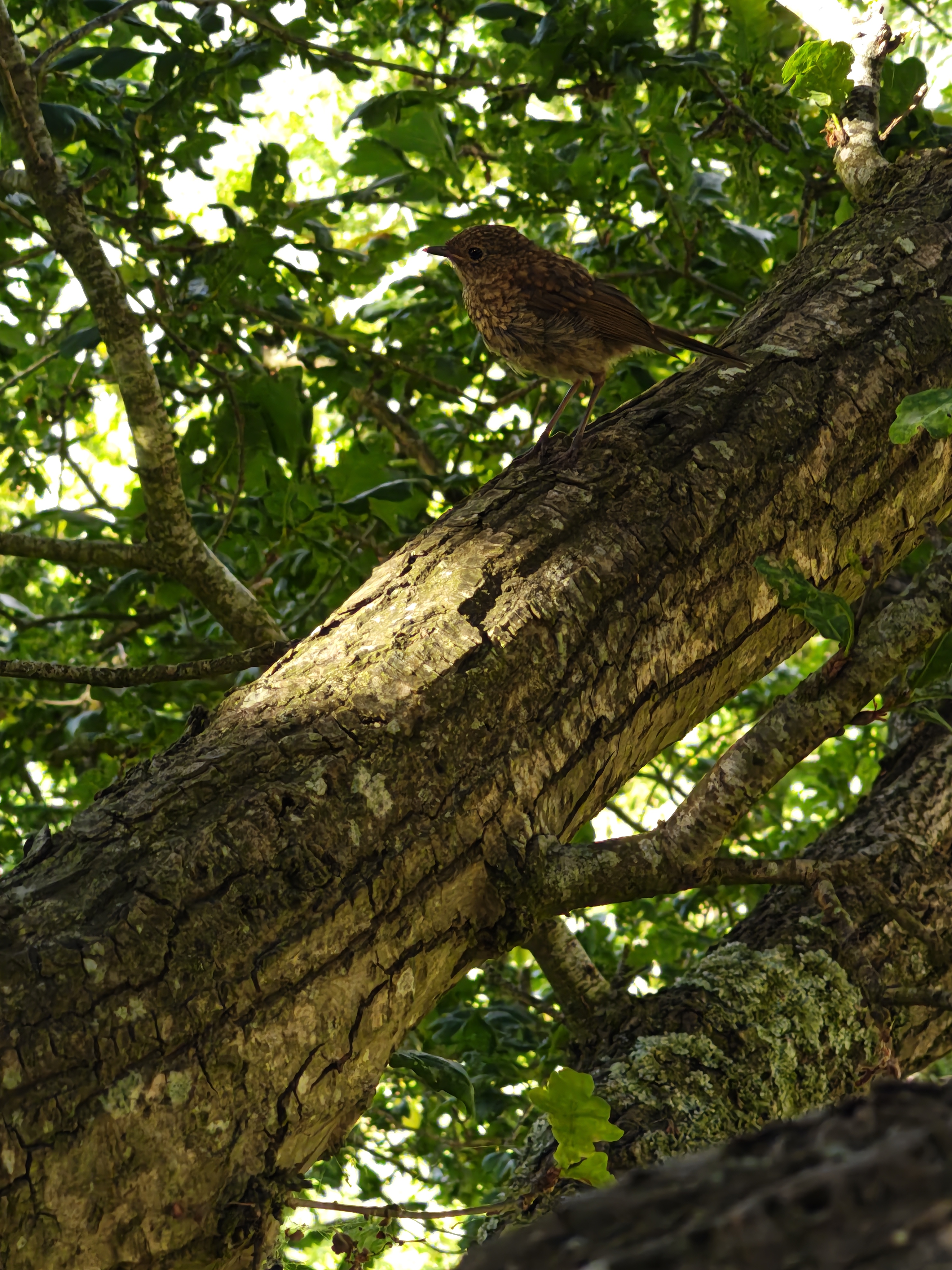 Recent bird photo