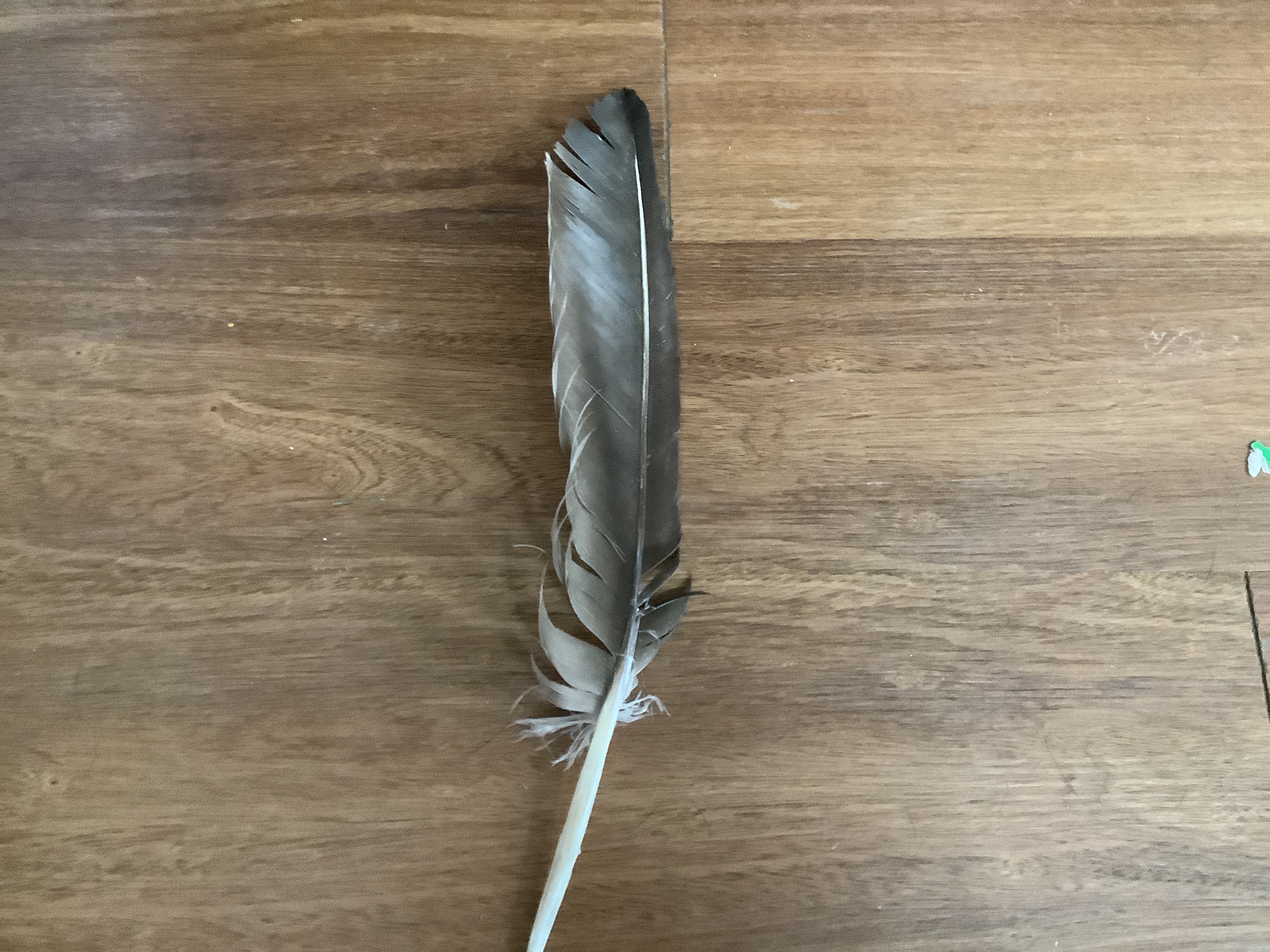 Recent bird photo