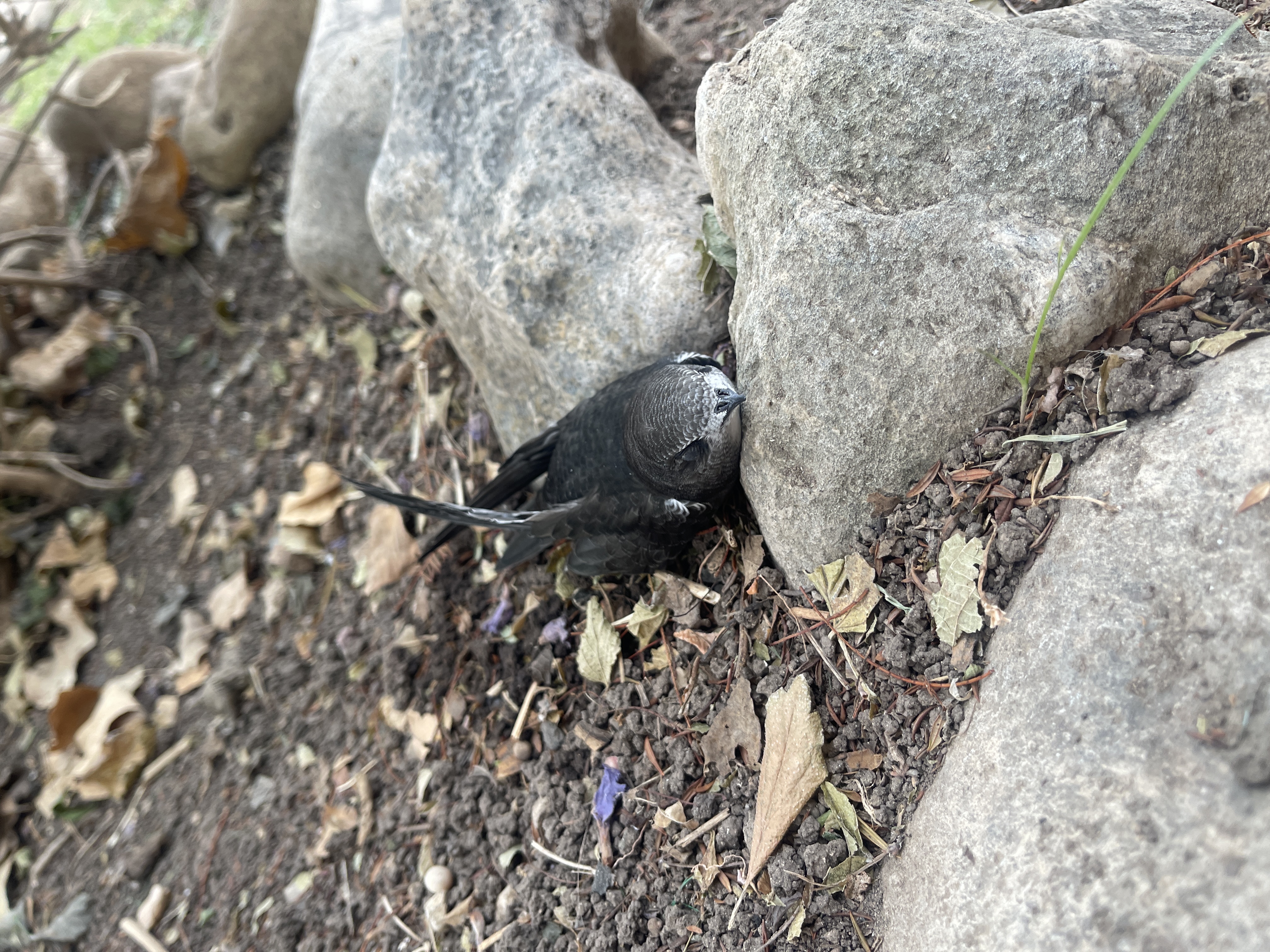 最近認識された鳥の写真