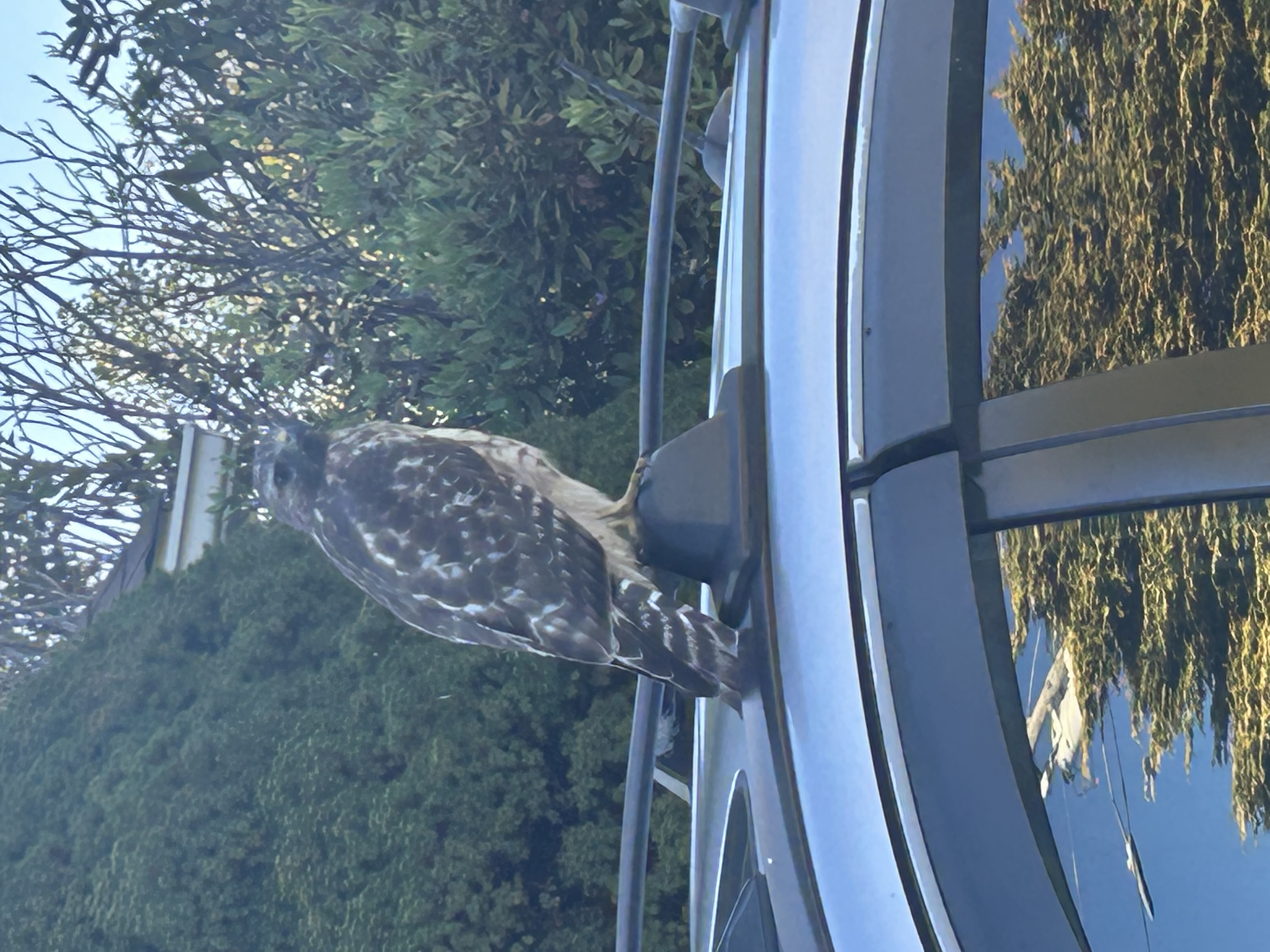 最近辨識的鳥類圖片