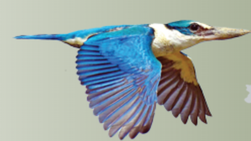 Recent bird photo