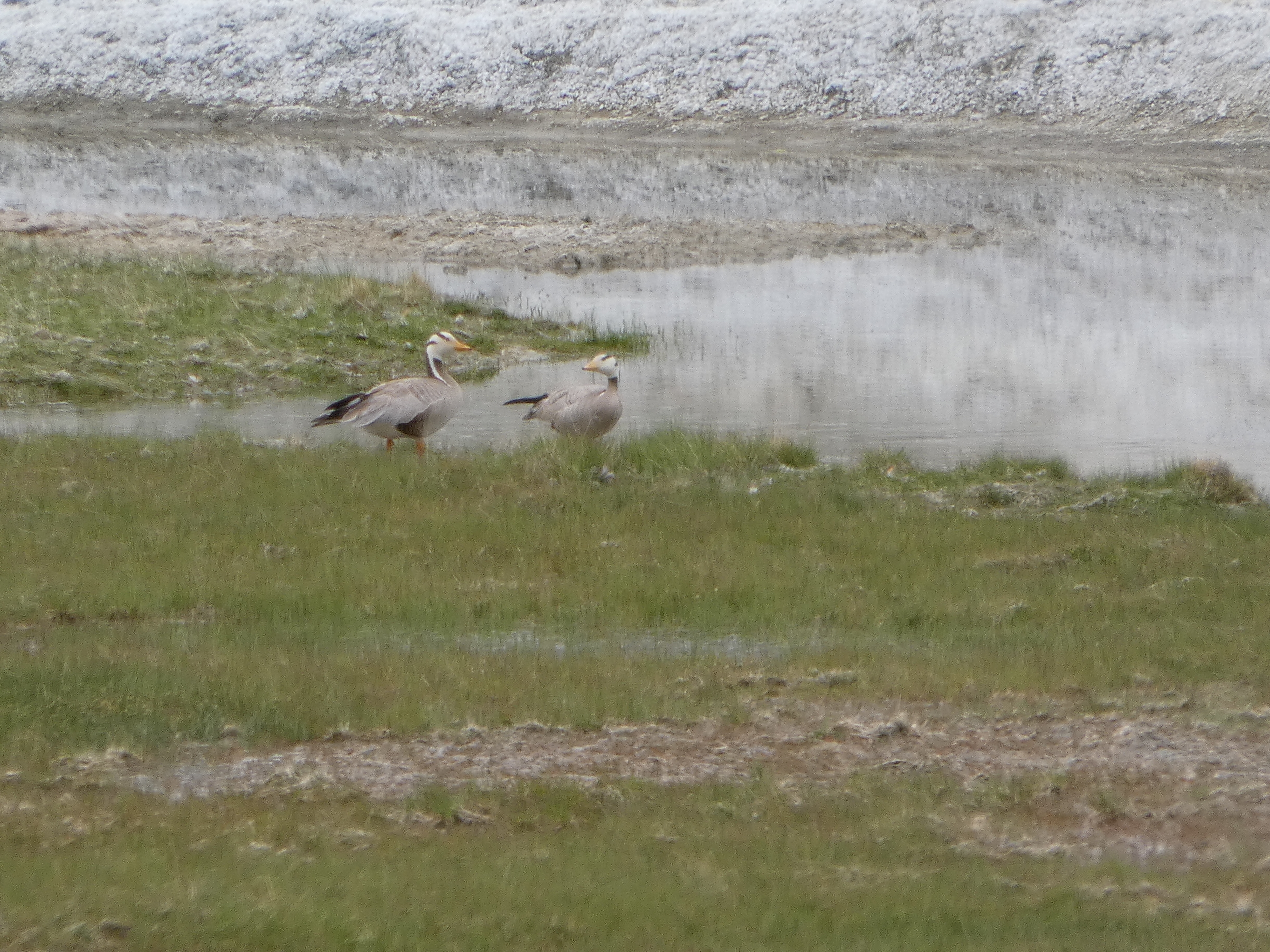 Recent bird photo