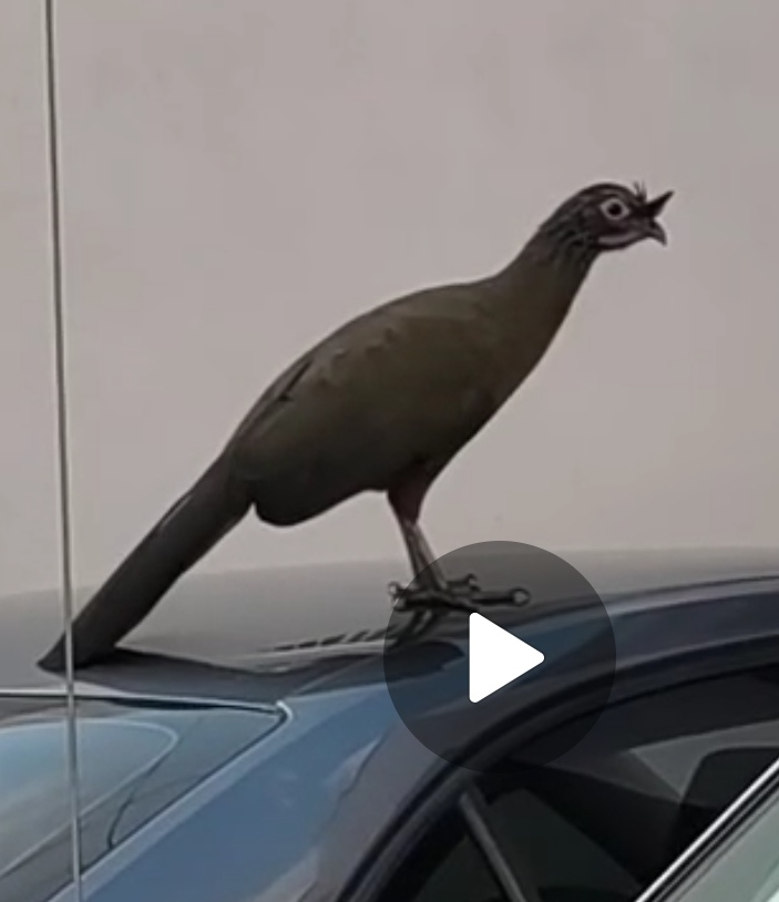 最近辨識的鳥類圖片