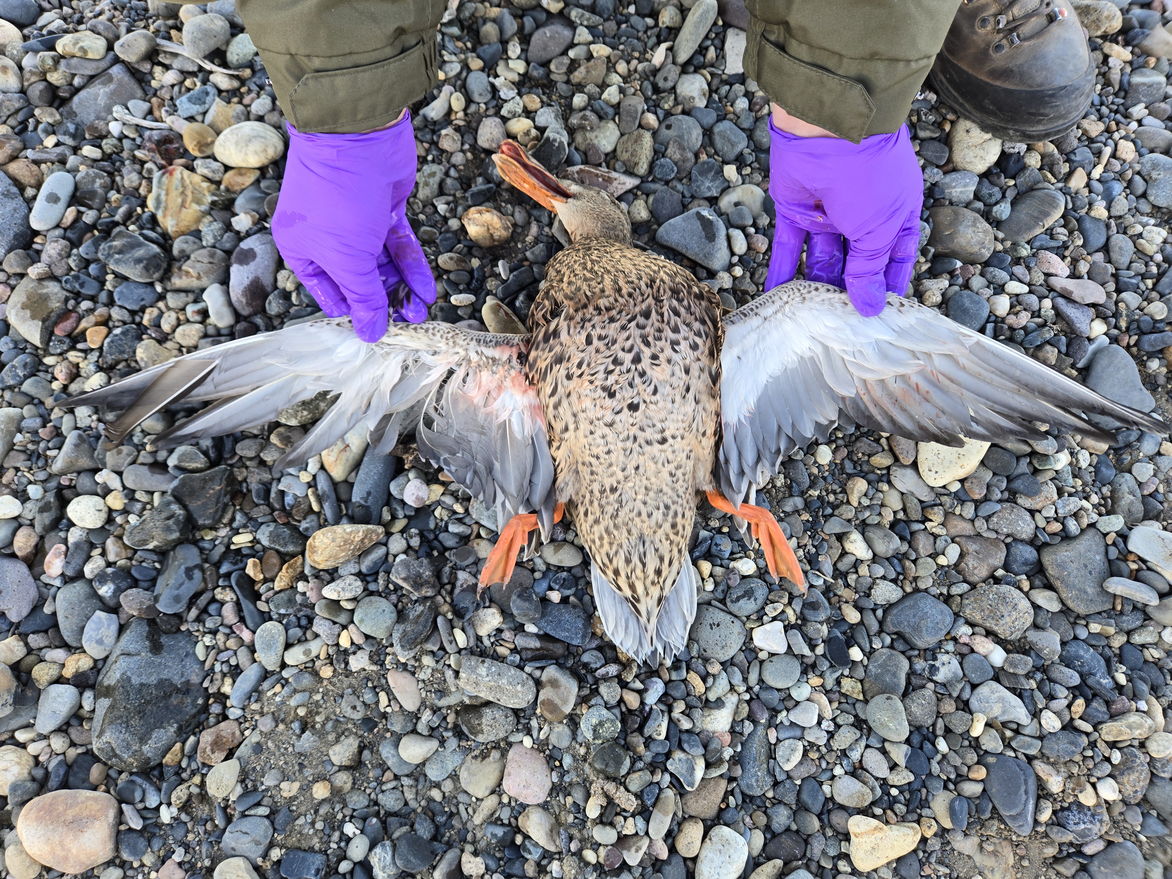 Mallard (Female)