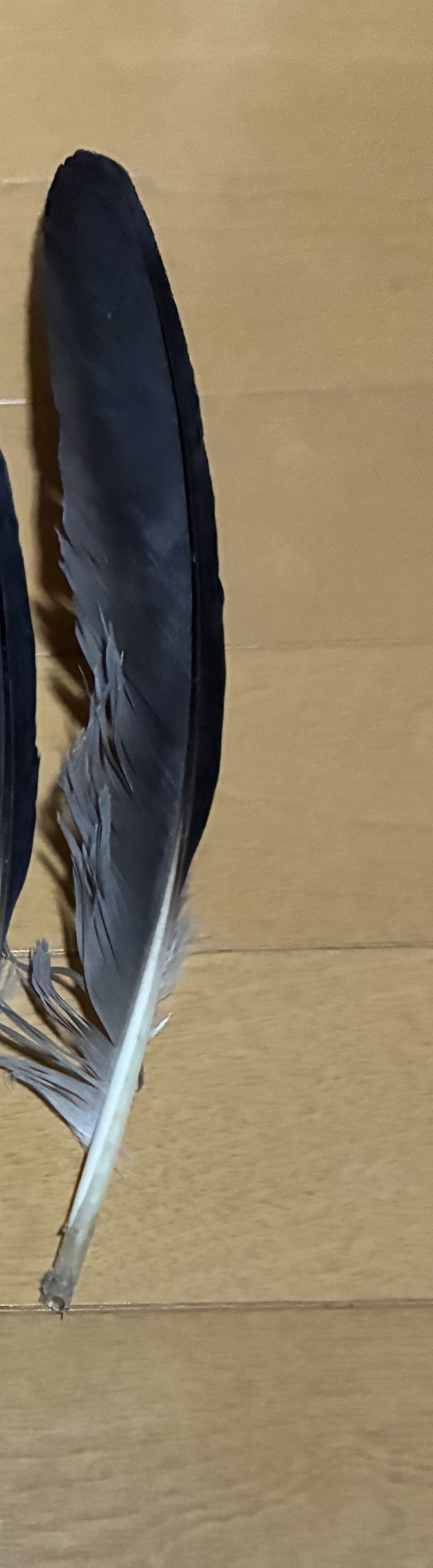 ハシブトガラス（大嘴乌鸦）または近縁の大型カラス科鳥類（風切羽の可能性が高い）