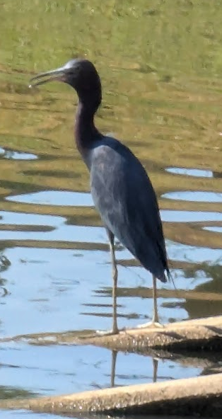 Little Blue Heron