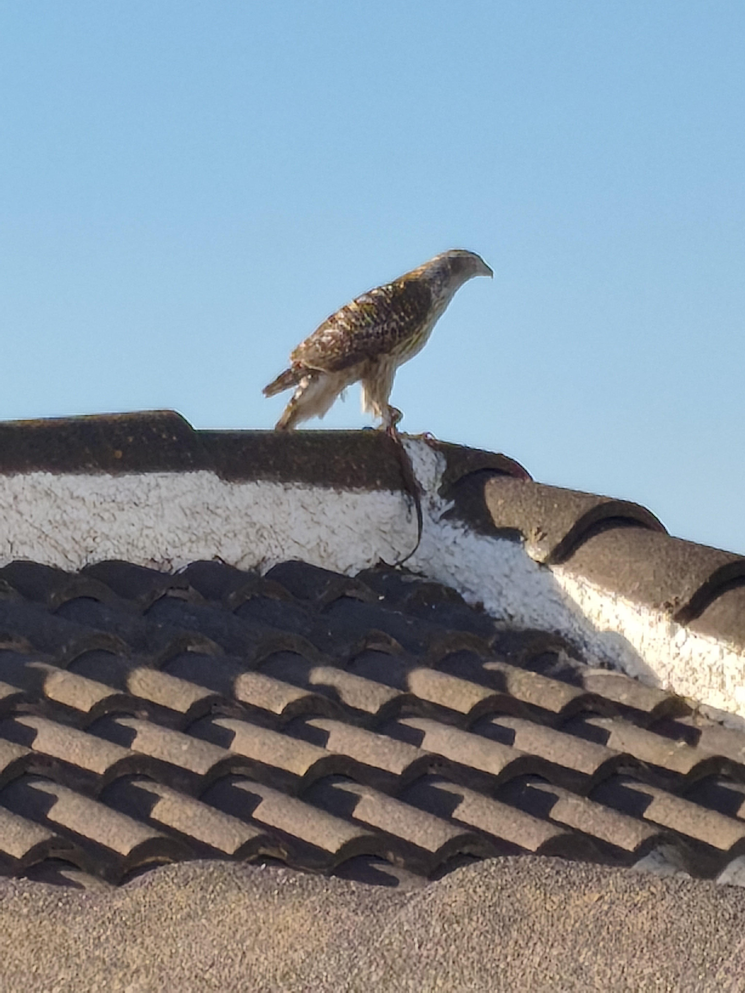 最近识别的鸟类图片