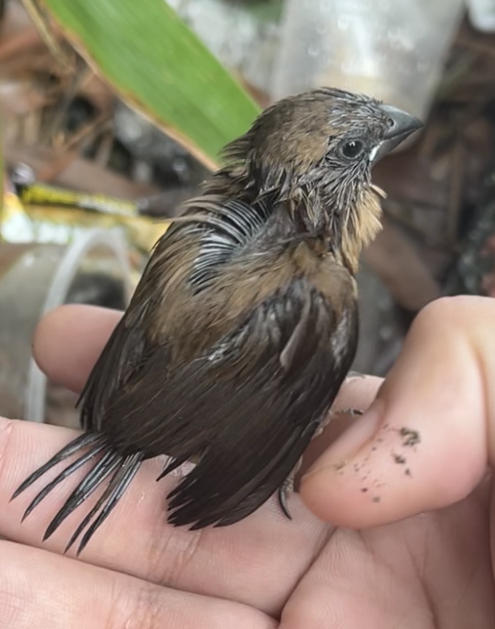 Recent bird photo