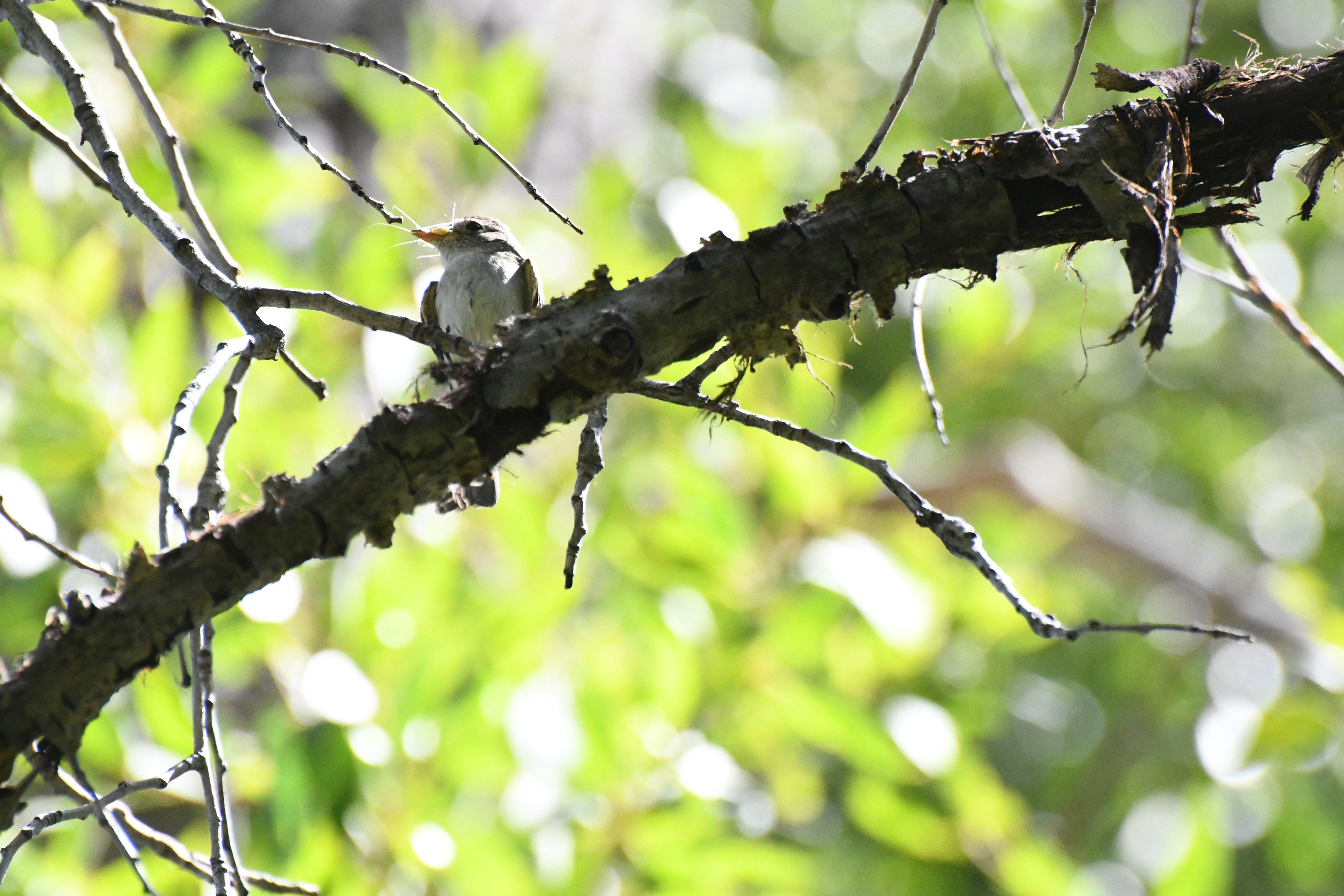 Least Flycatcher