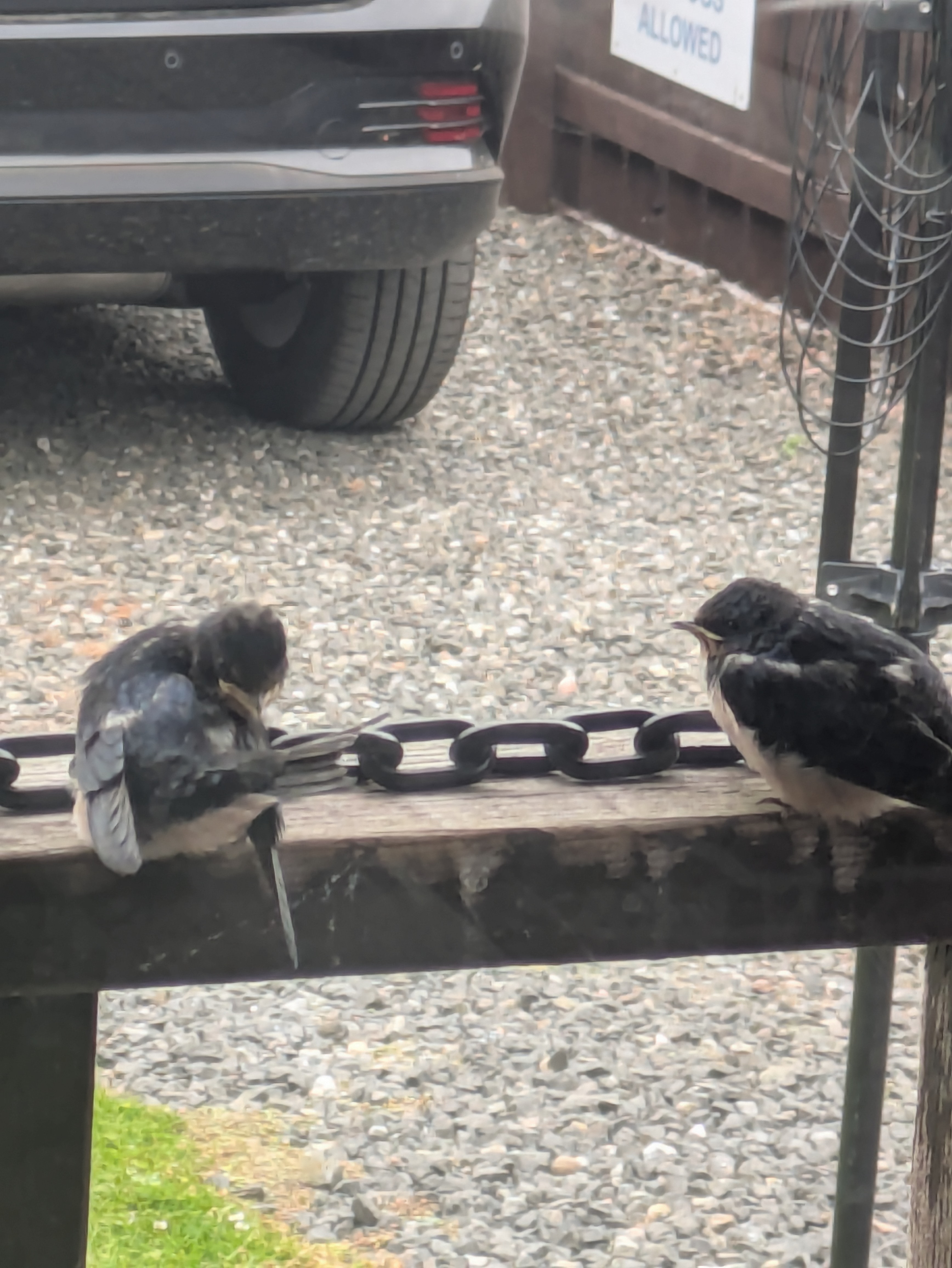 最近認識された鳥の写真