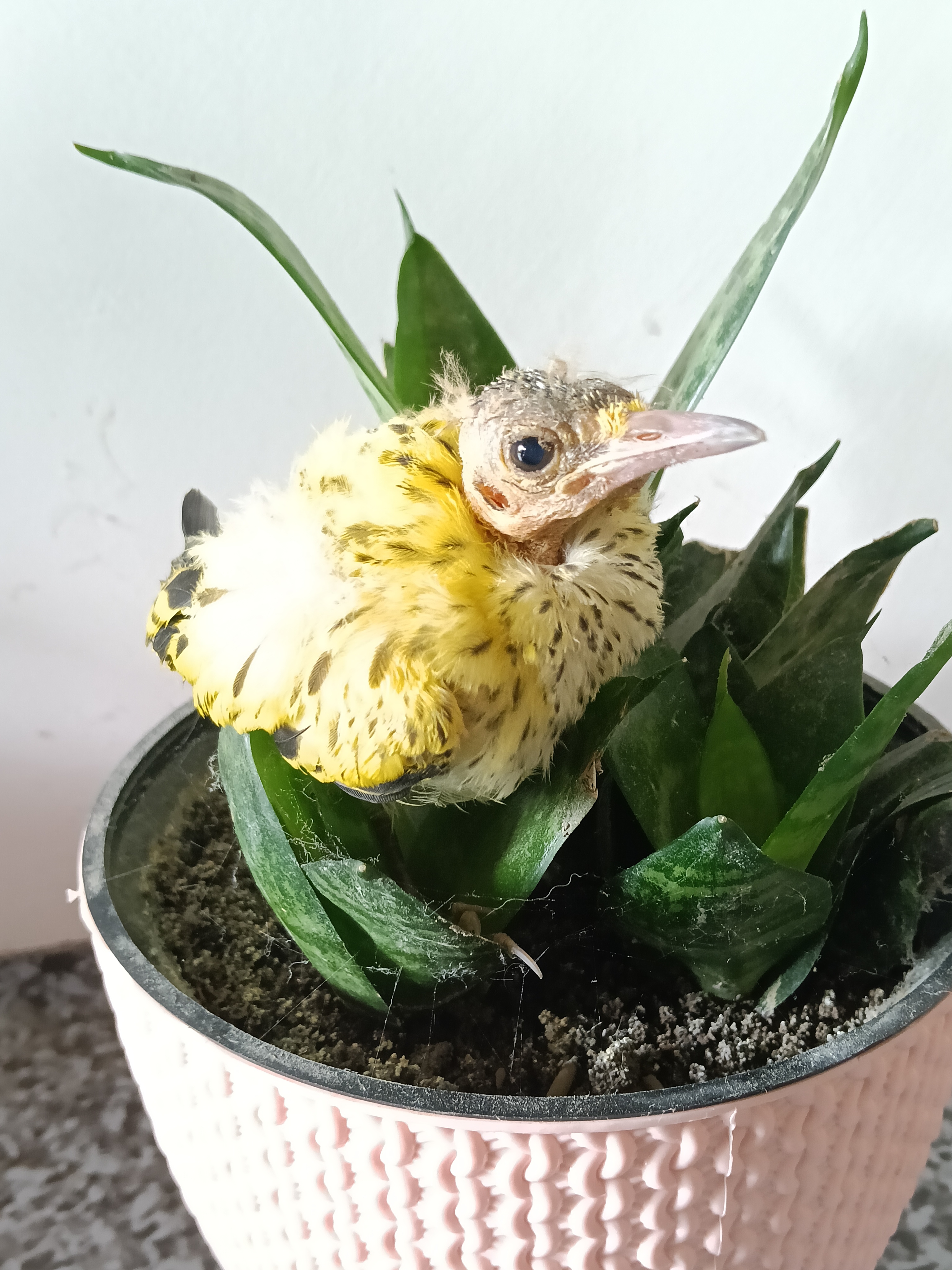 Recent bird photo
