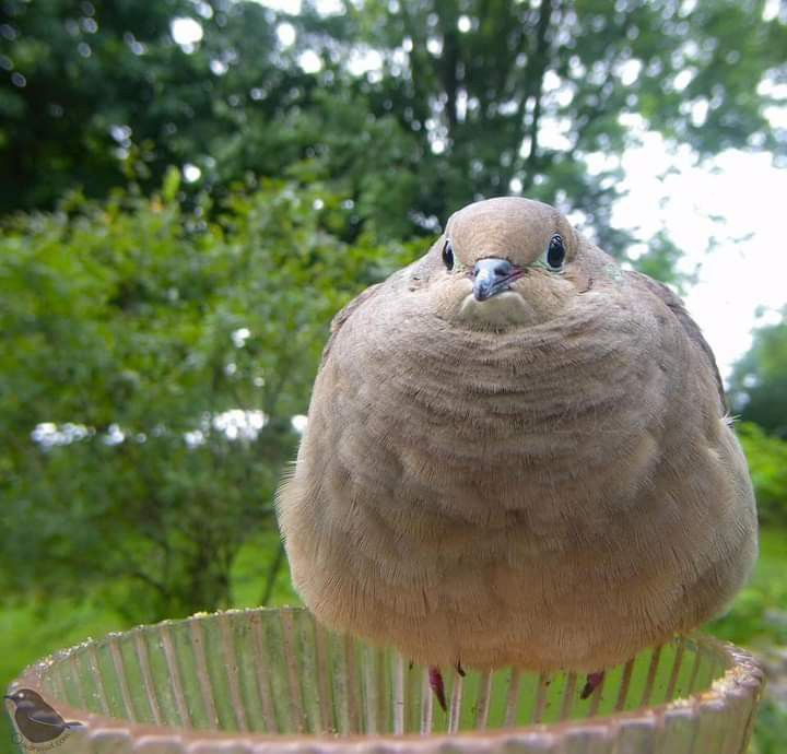 最近認識された鳥の写真