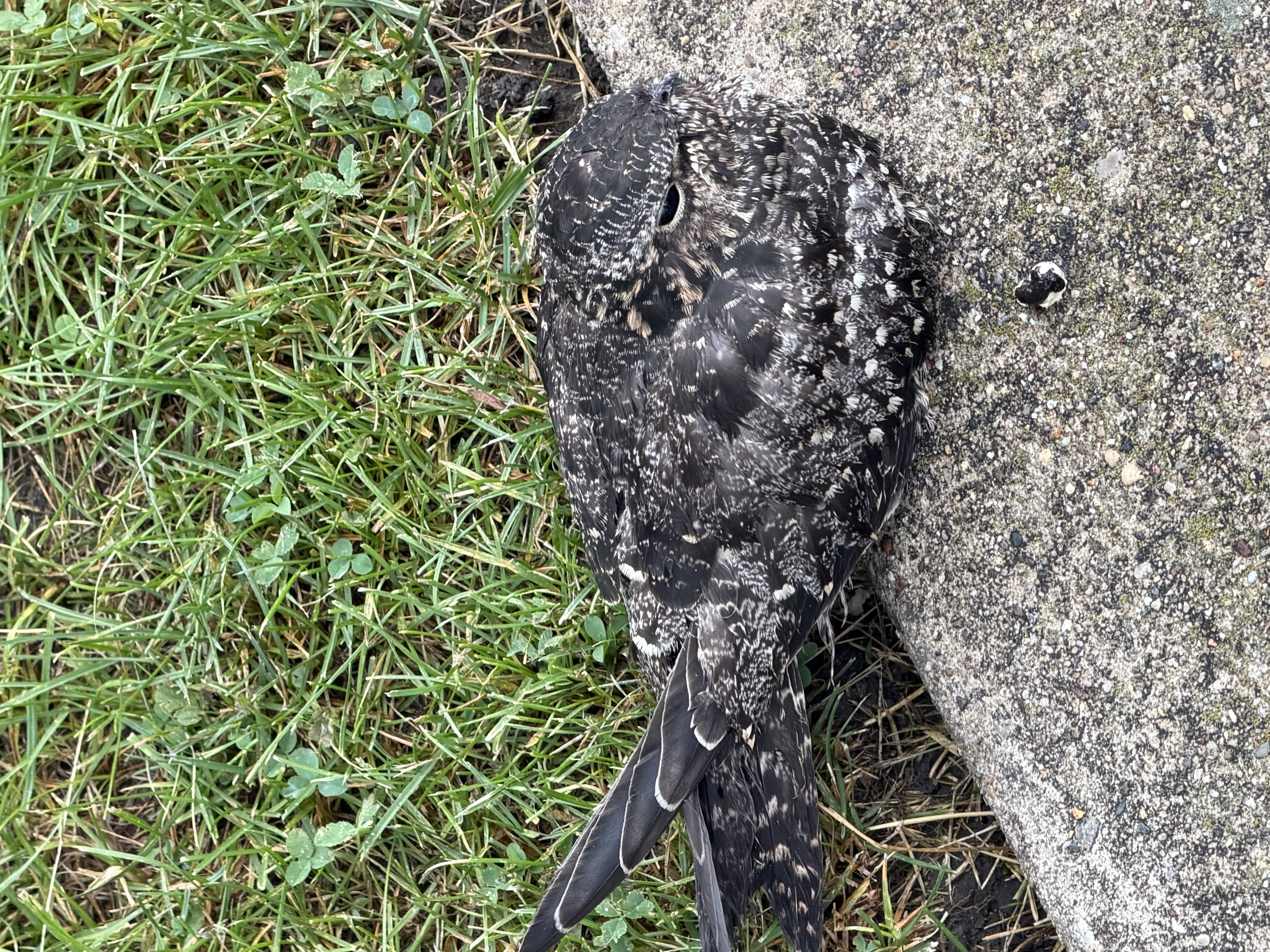 Common Nighthawk