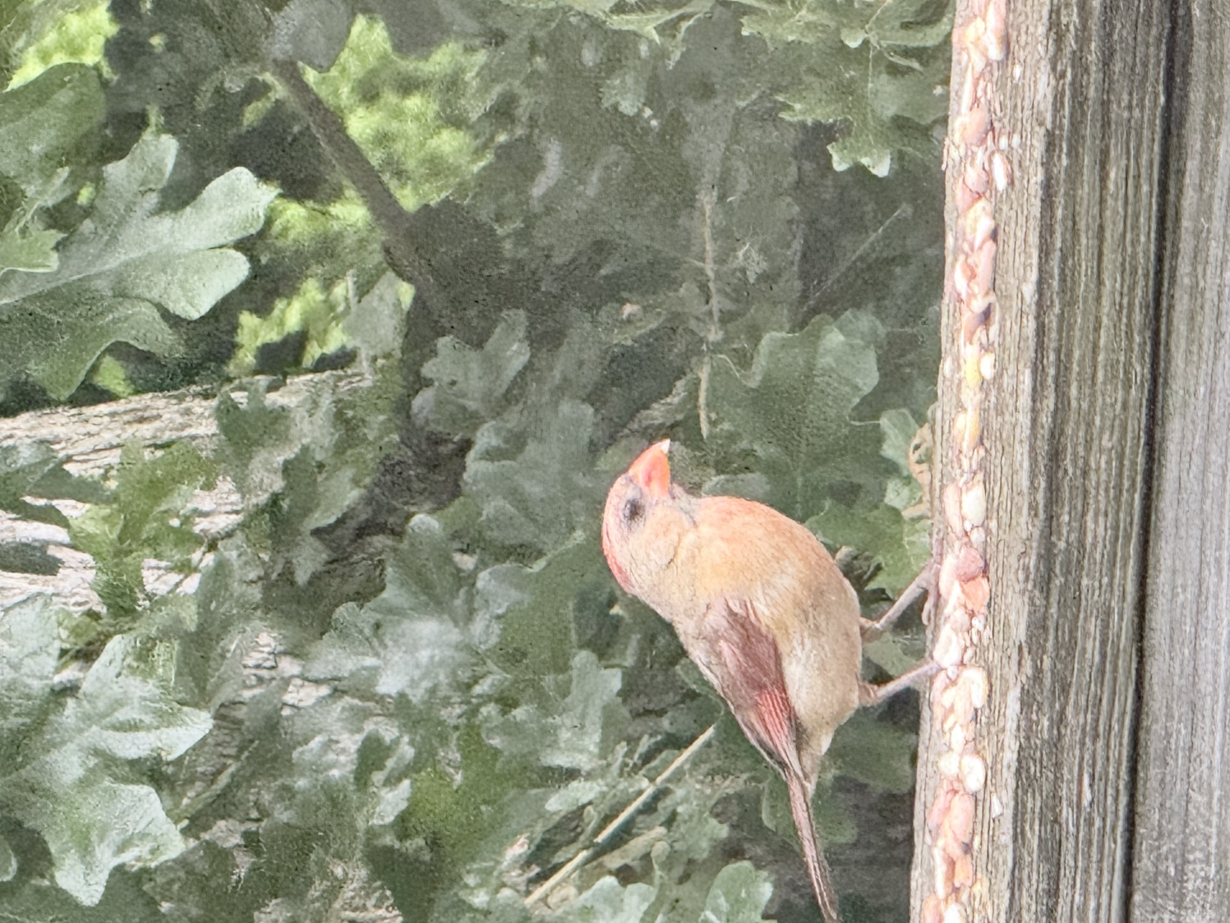最近認識された鳥の写真