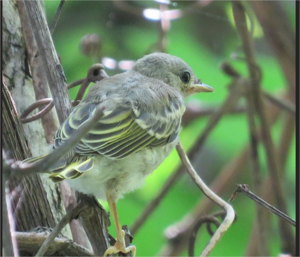 Recent bird photo