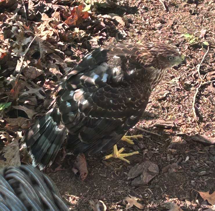 Recent bird photo