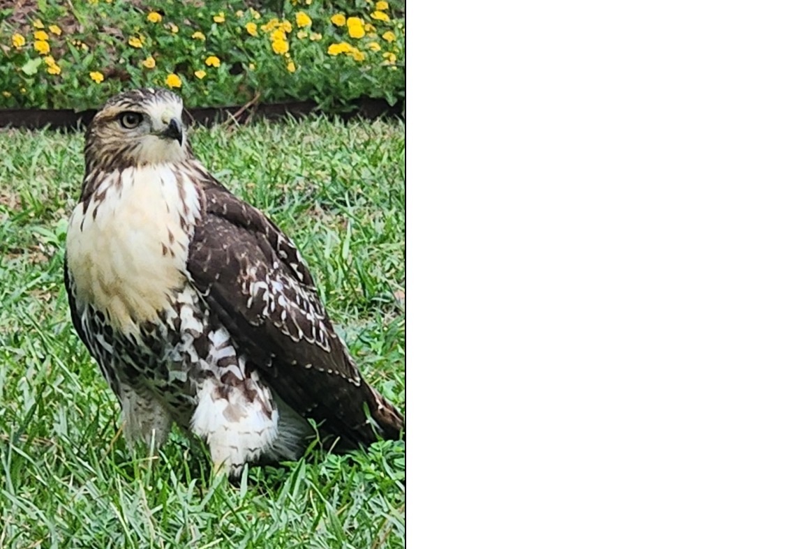 最近認識された鳥の写真