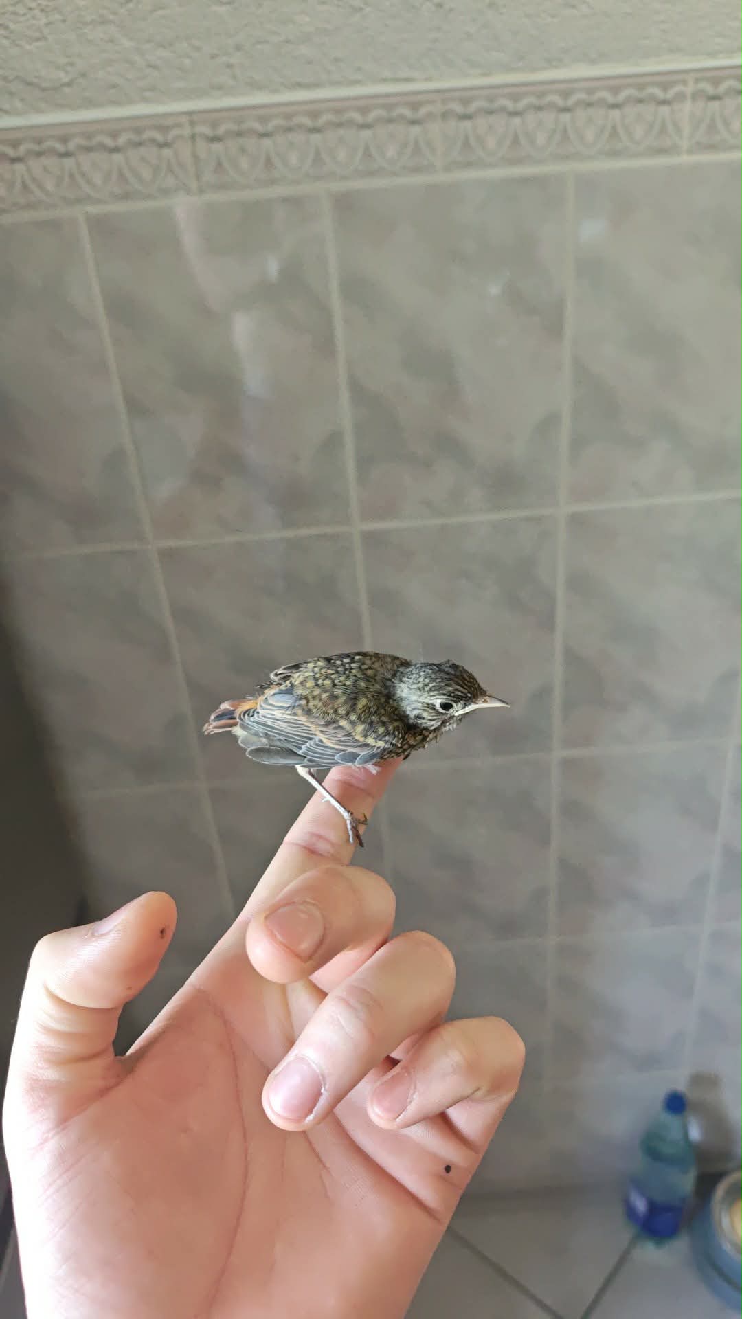 最近認識された鳥の写真