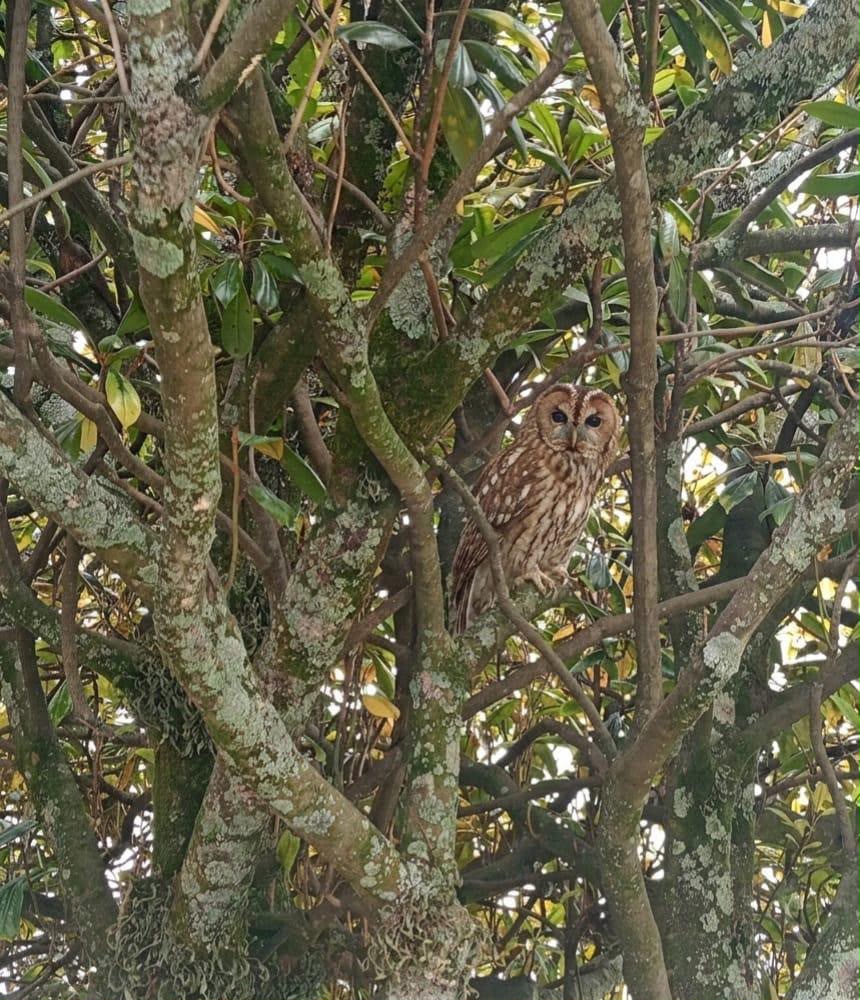 Recent bird photo