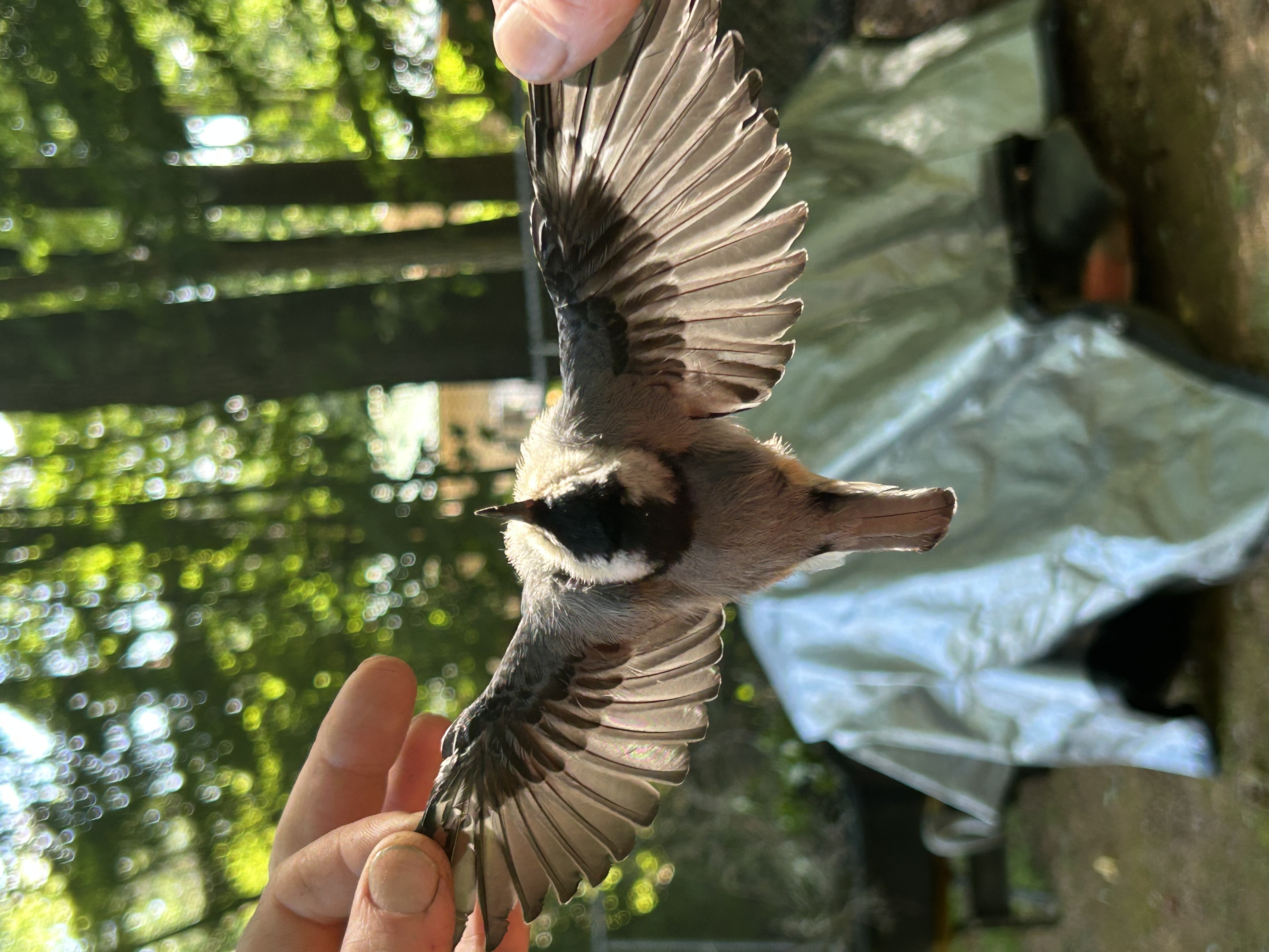 Recent bird photo