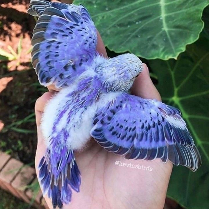 最近识别的鸟类图片